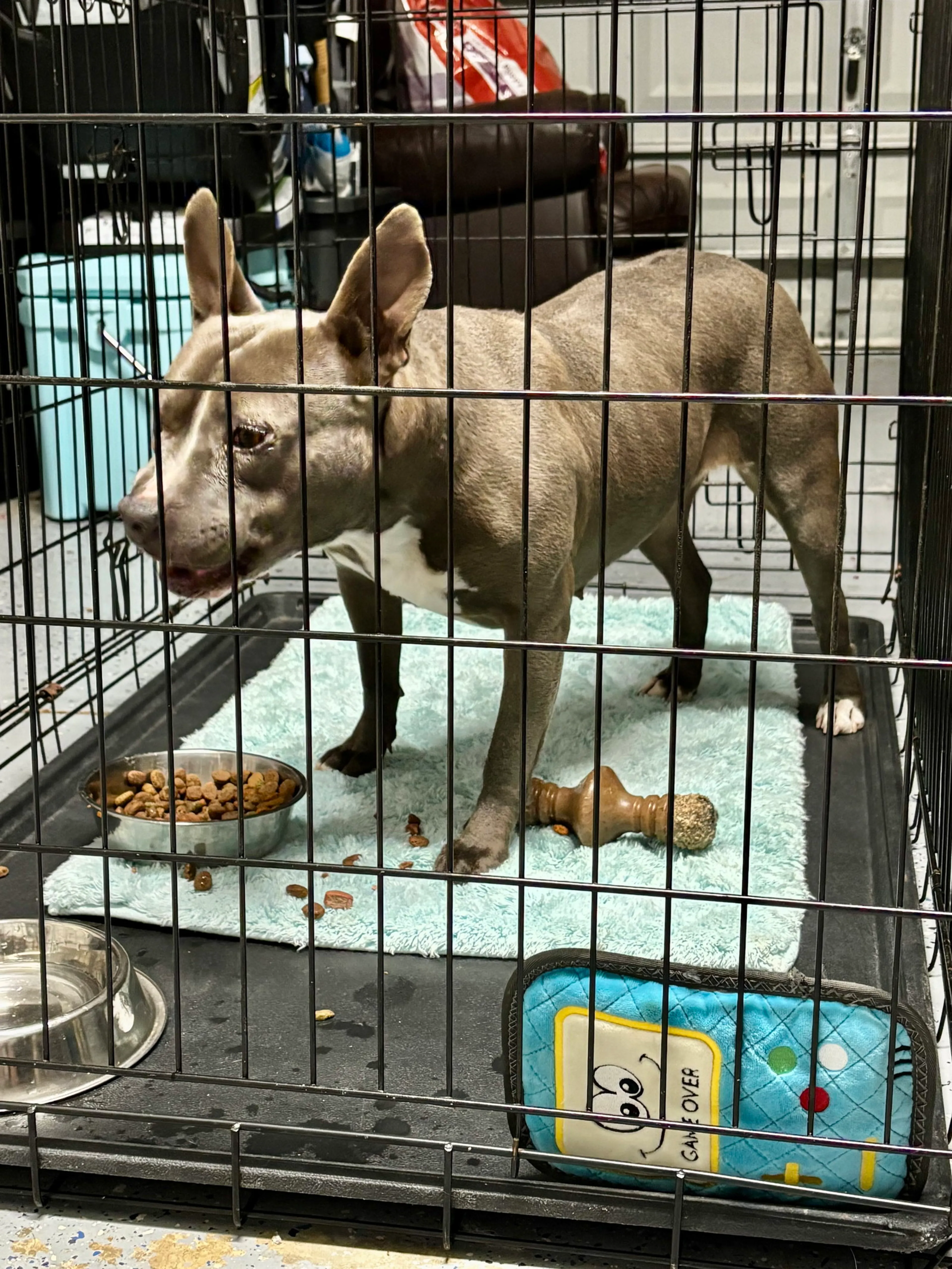 Found pet-3
