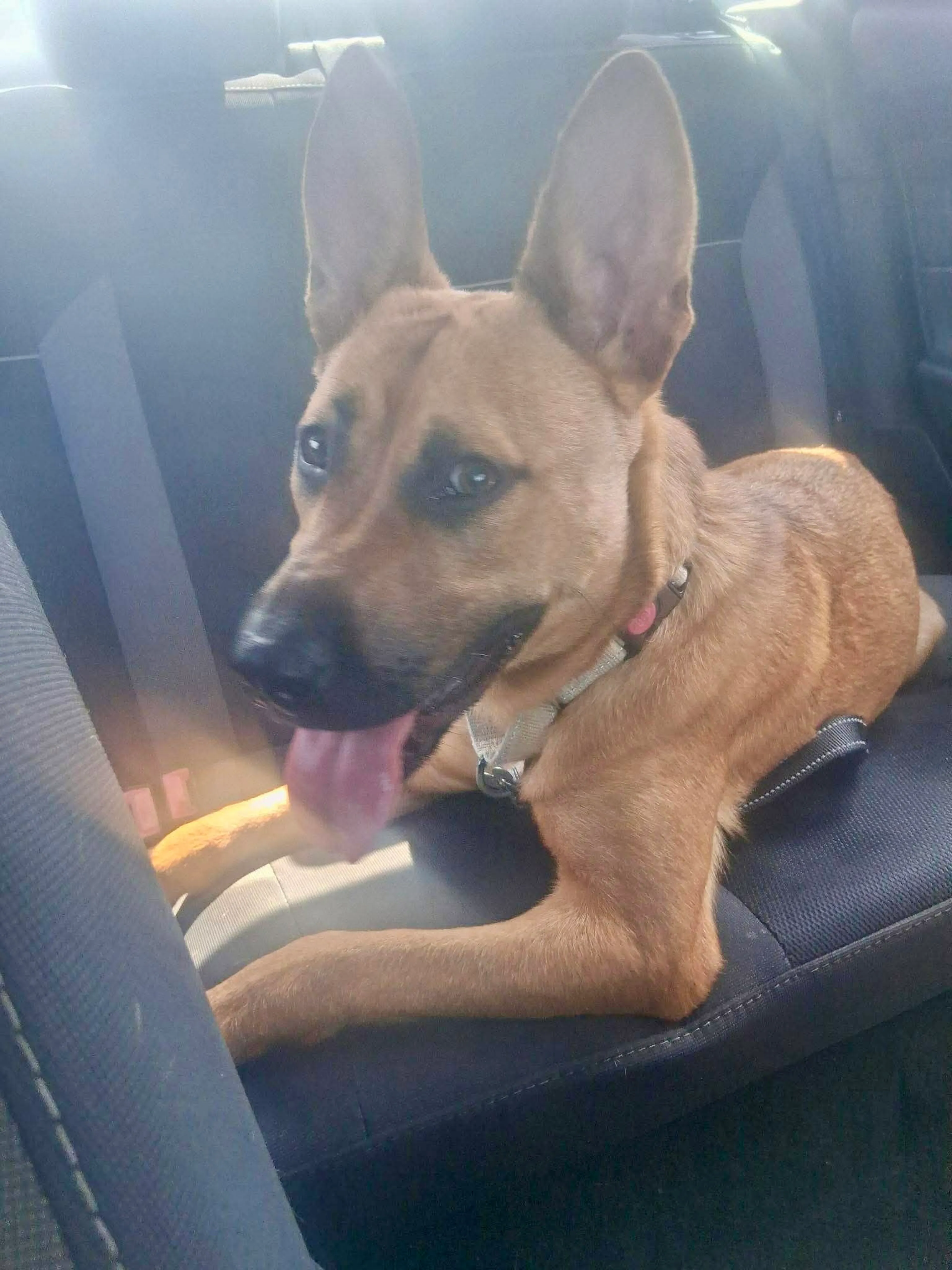 Found pet-7