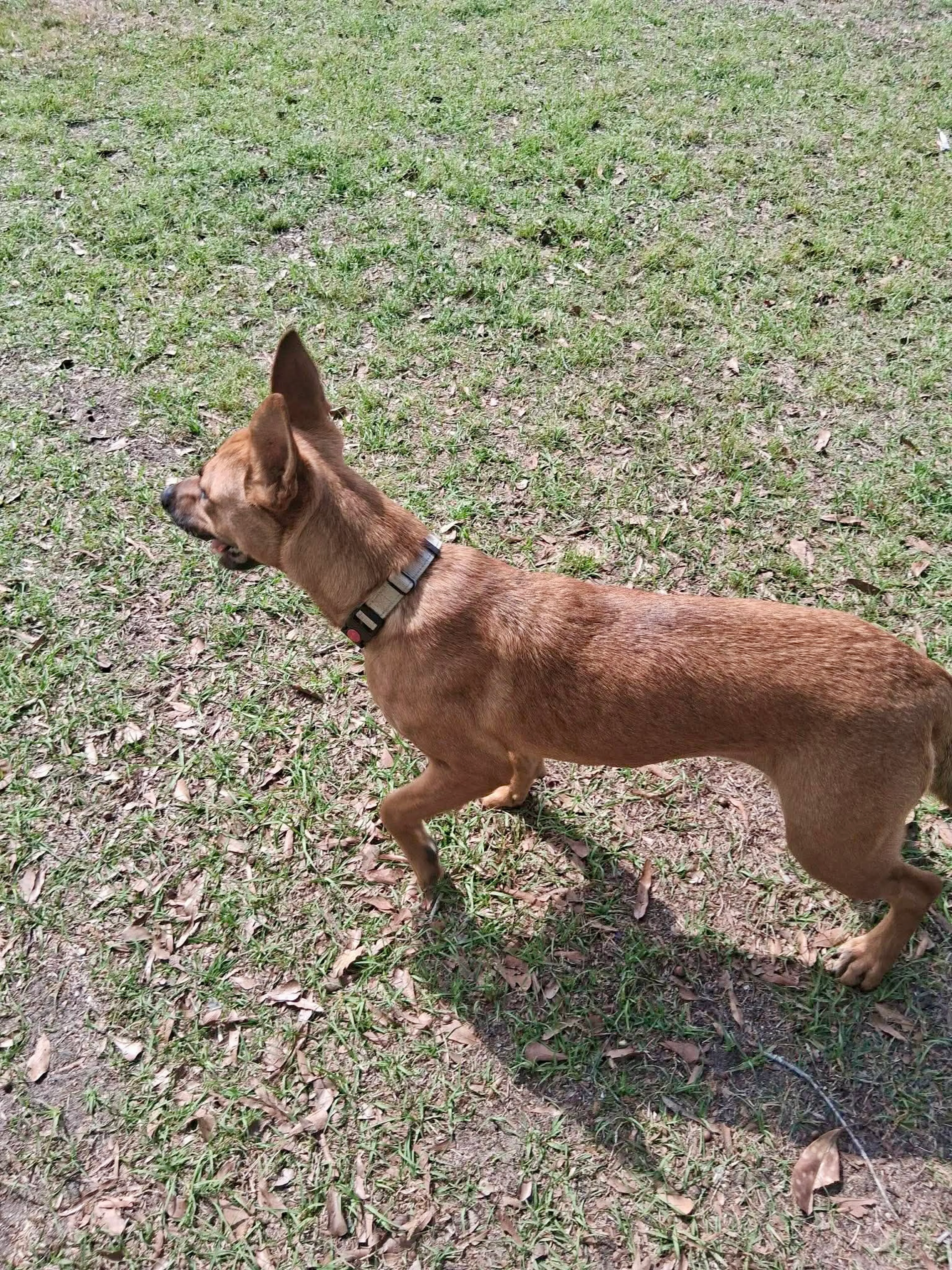 Found pet-6