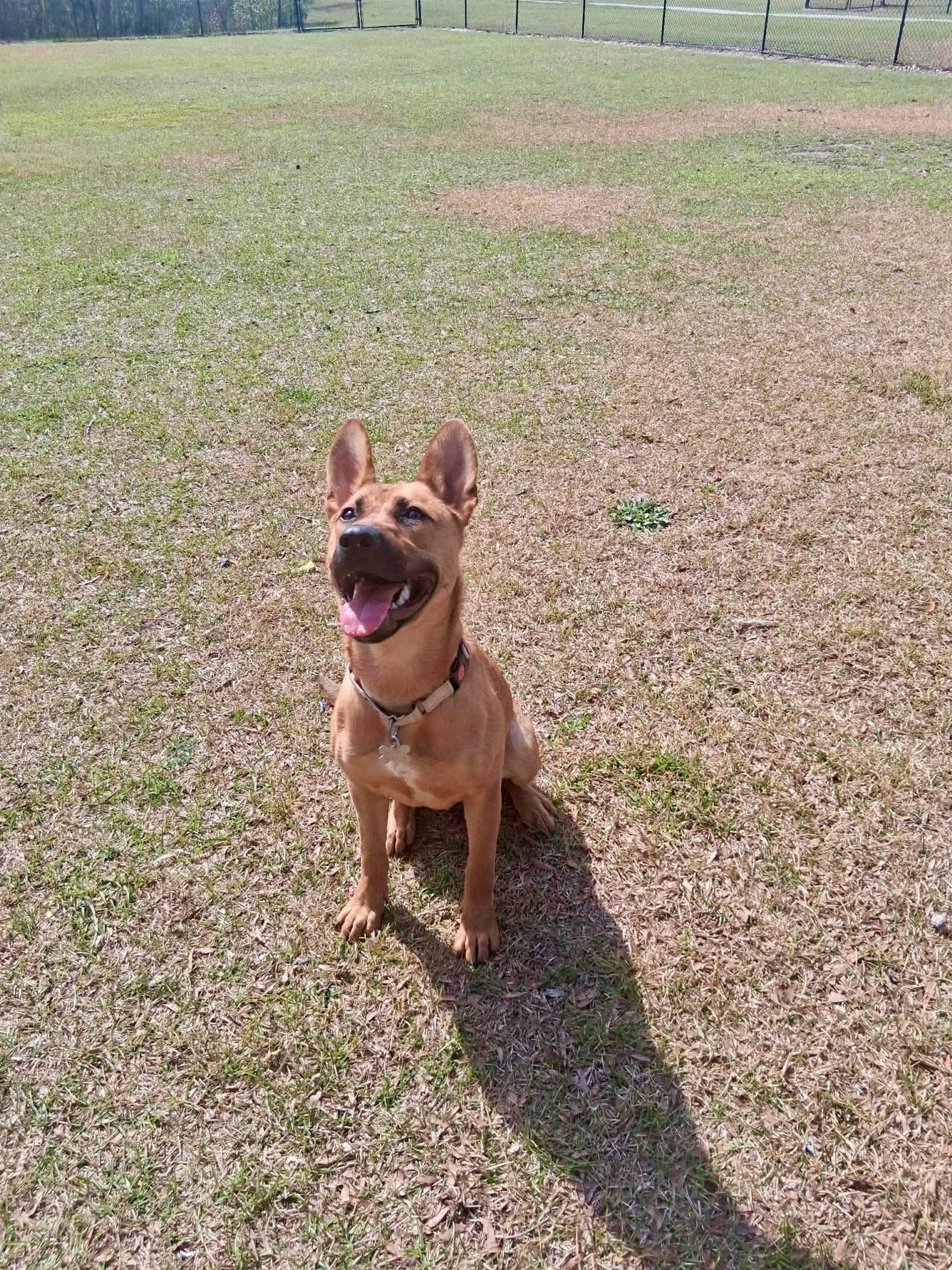 Found pet-2