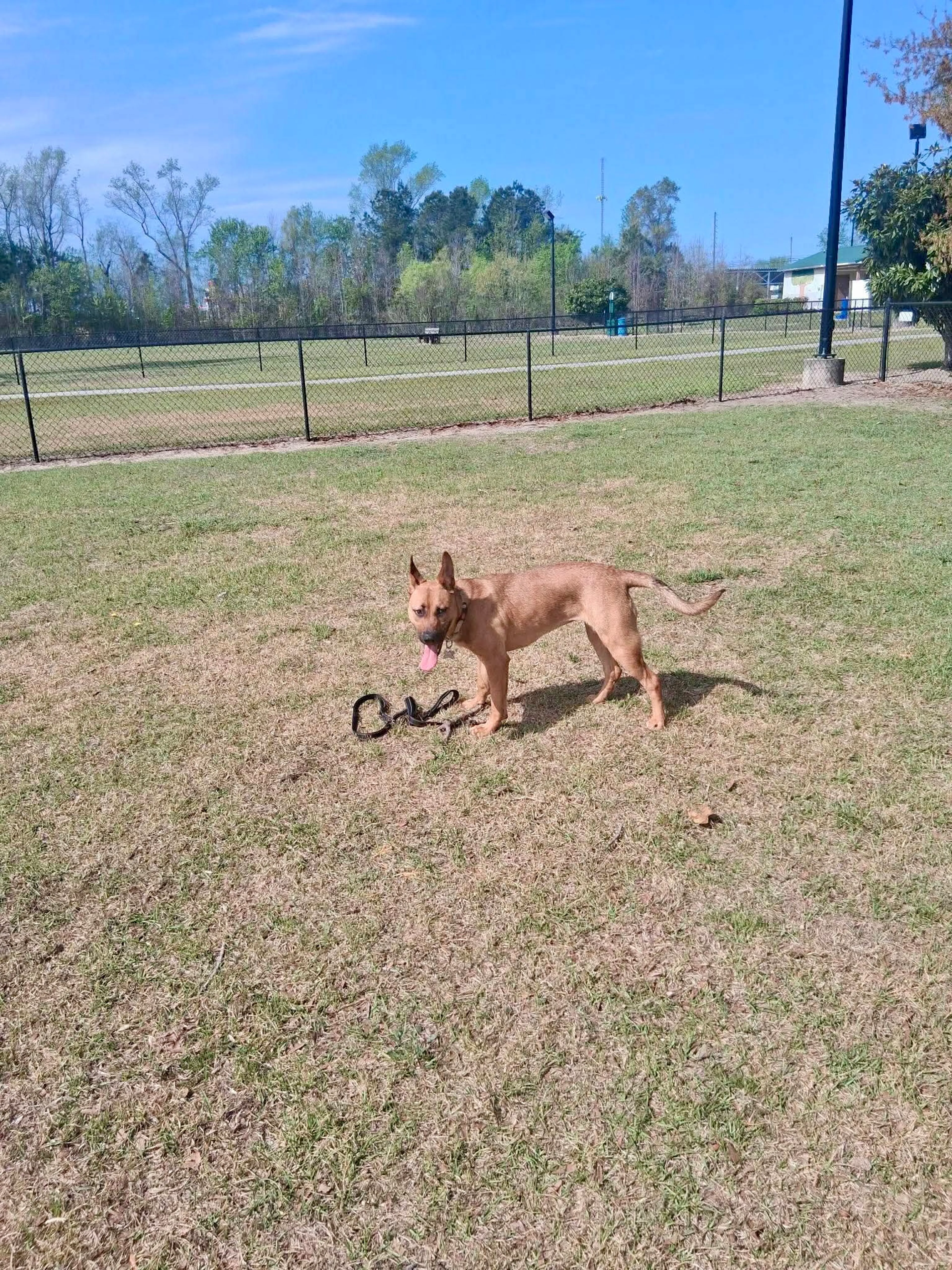 Found pet-5