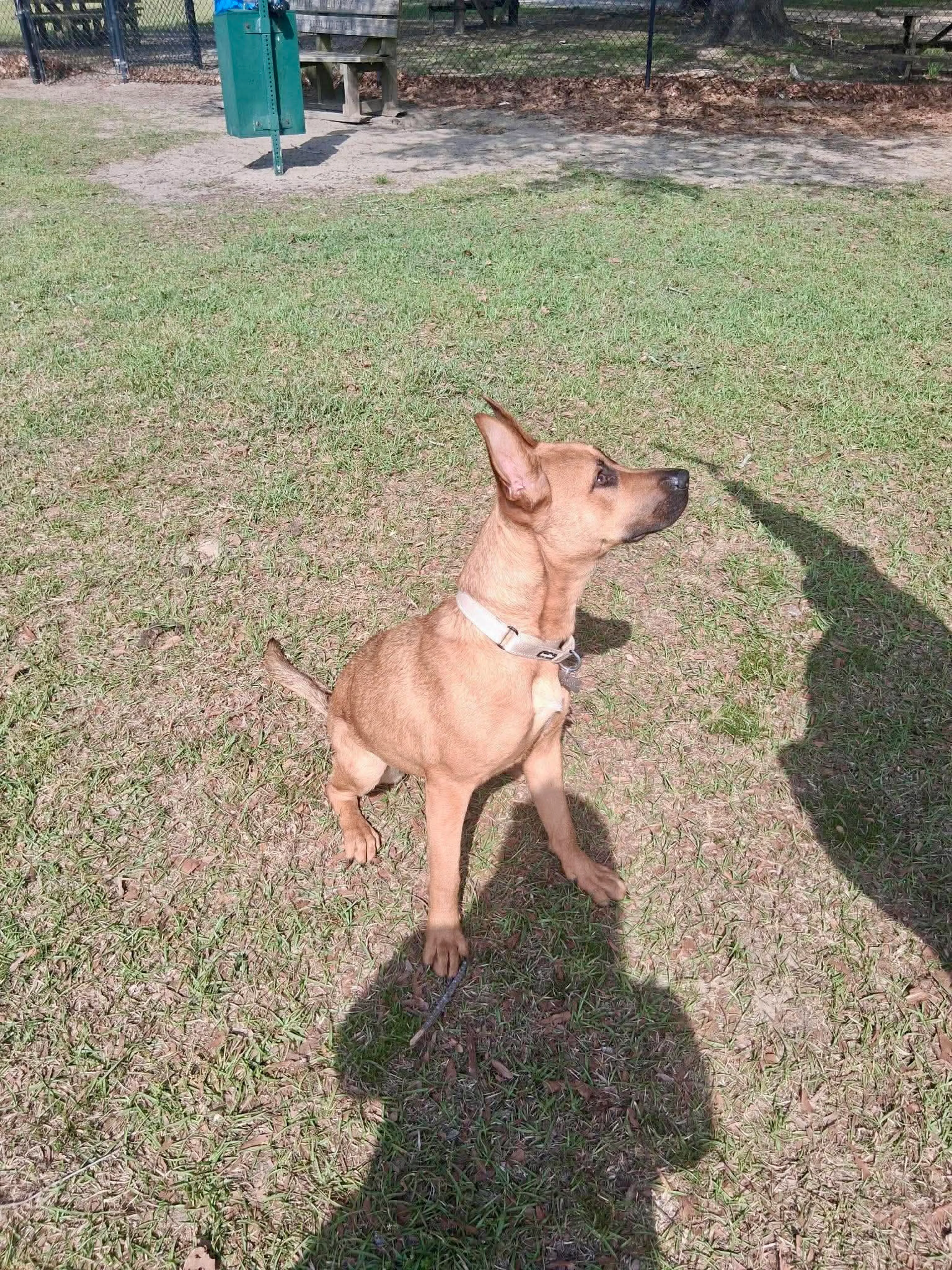 Found pet-4