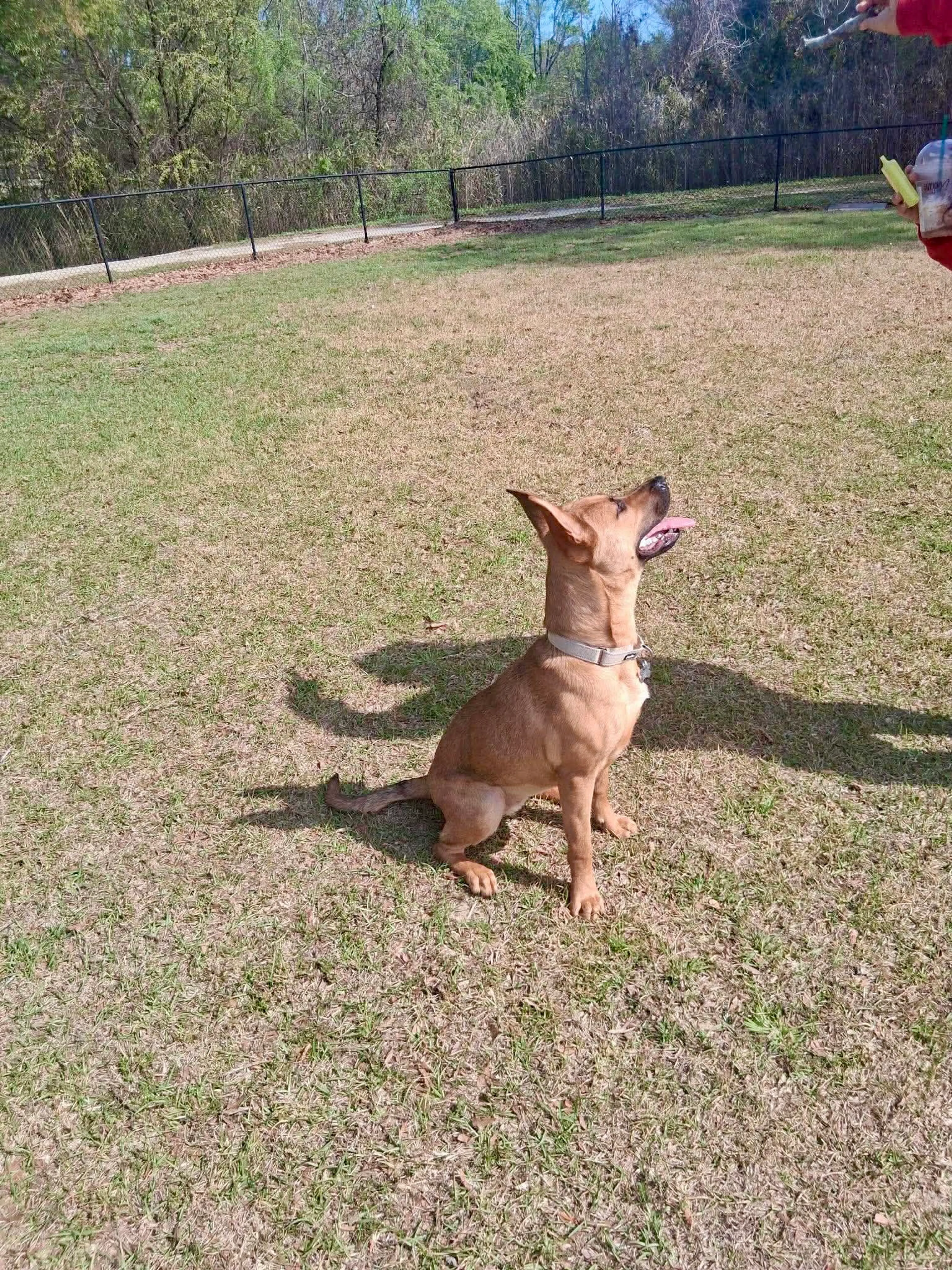 Found pet-3