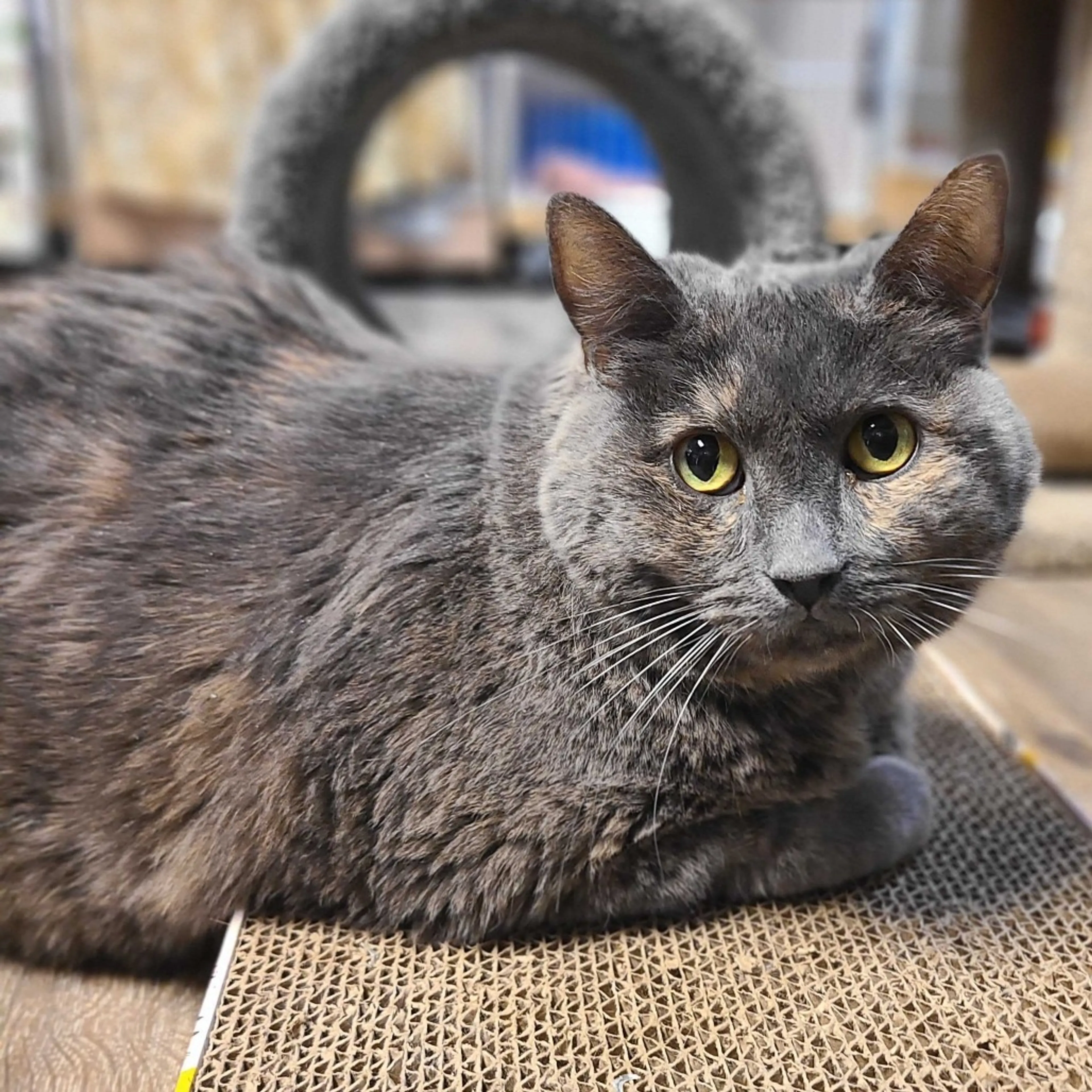 Found pet-2