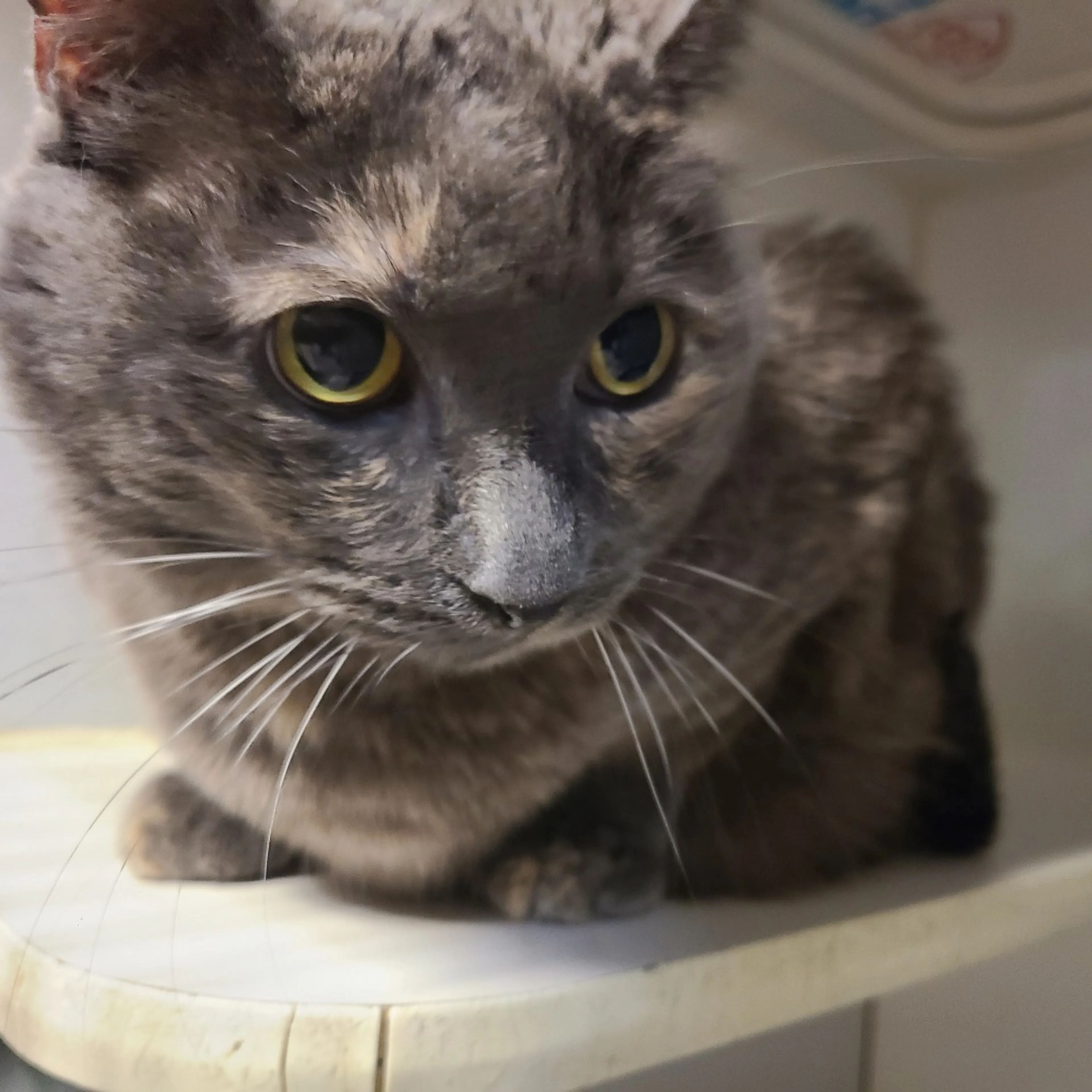 Found pet-1