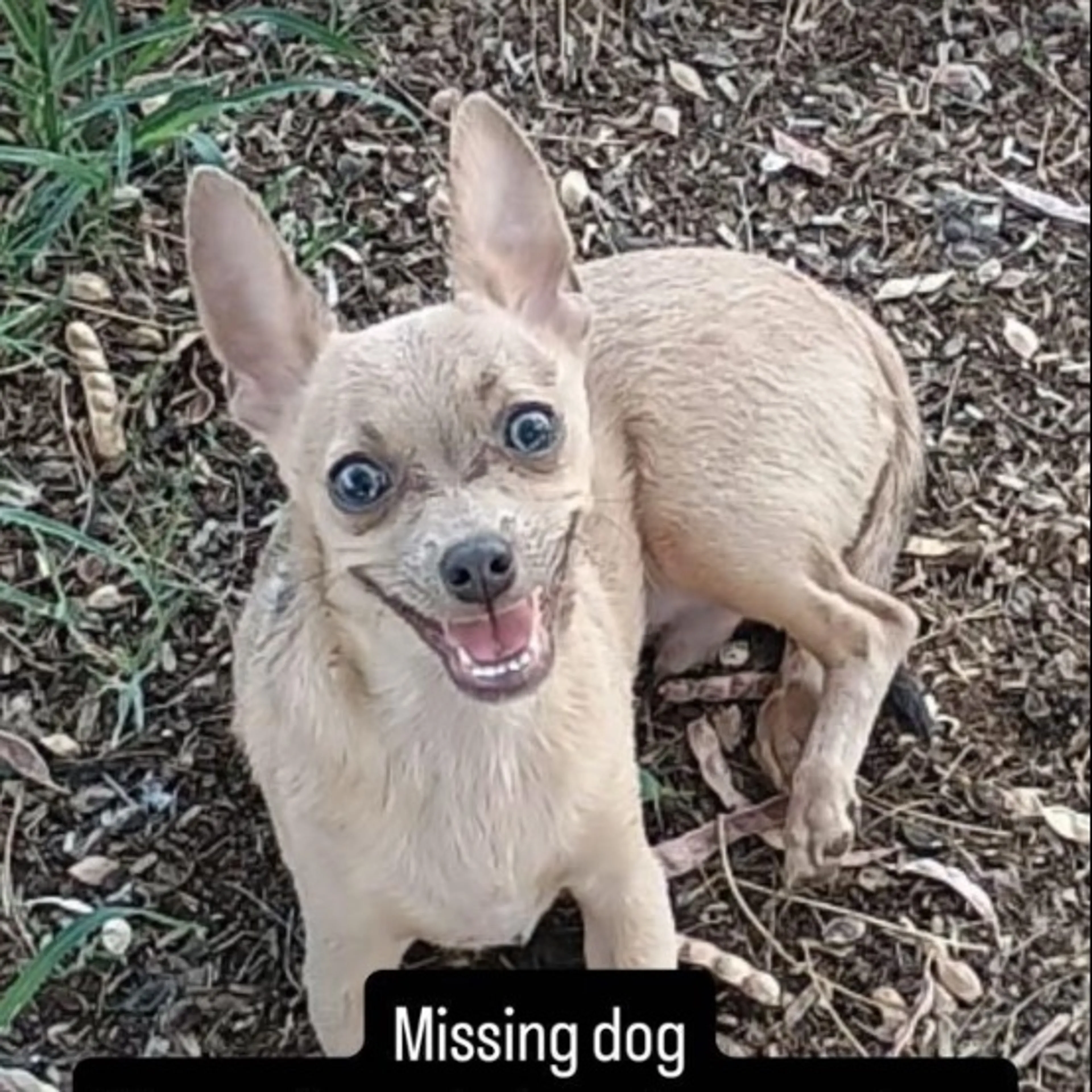 Lost pet