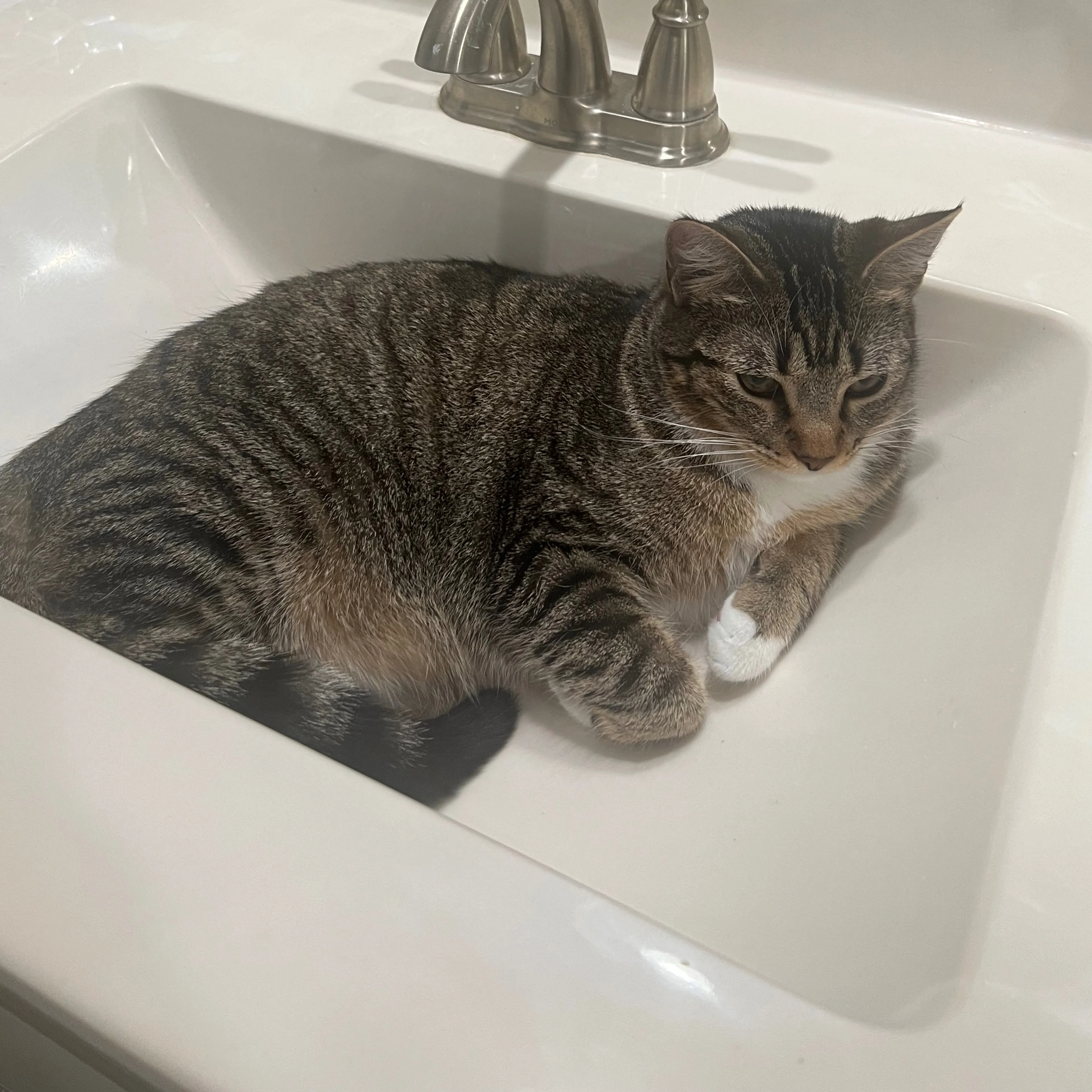 Lost pet-1