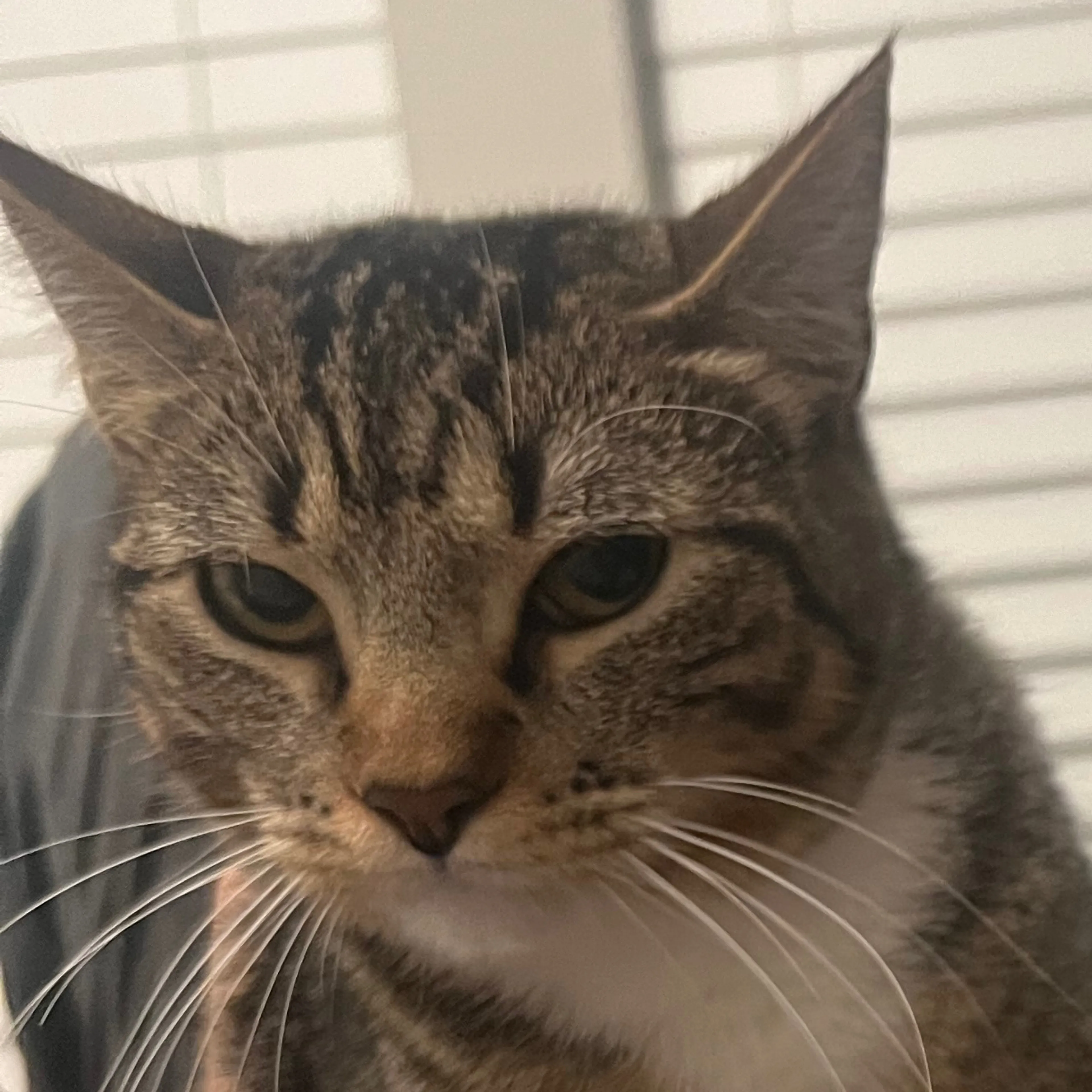 Lost pet-2