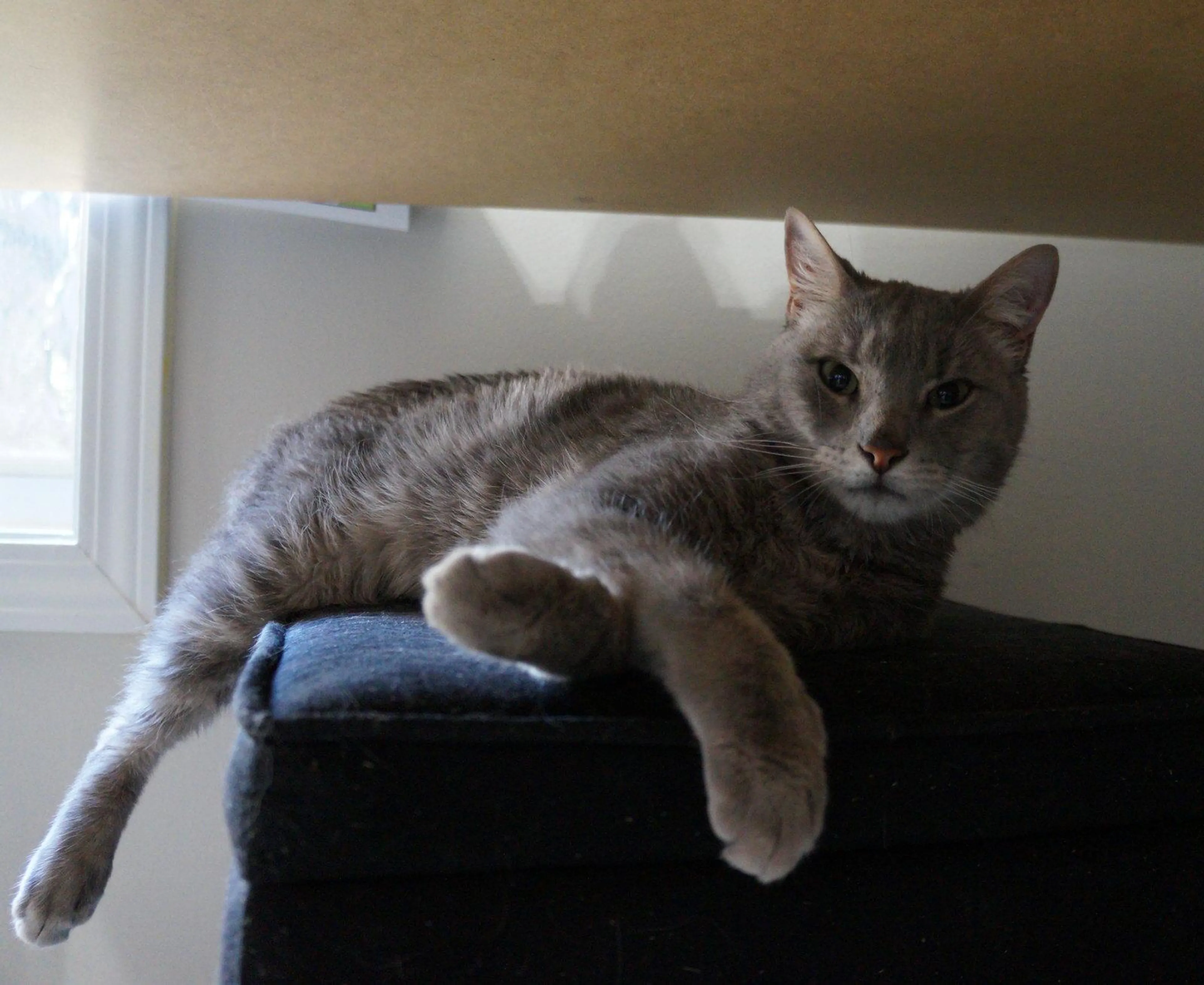Found pet-2