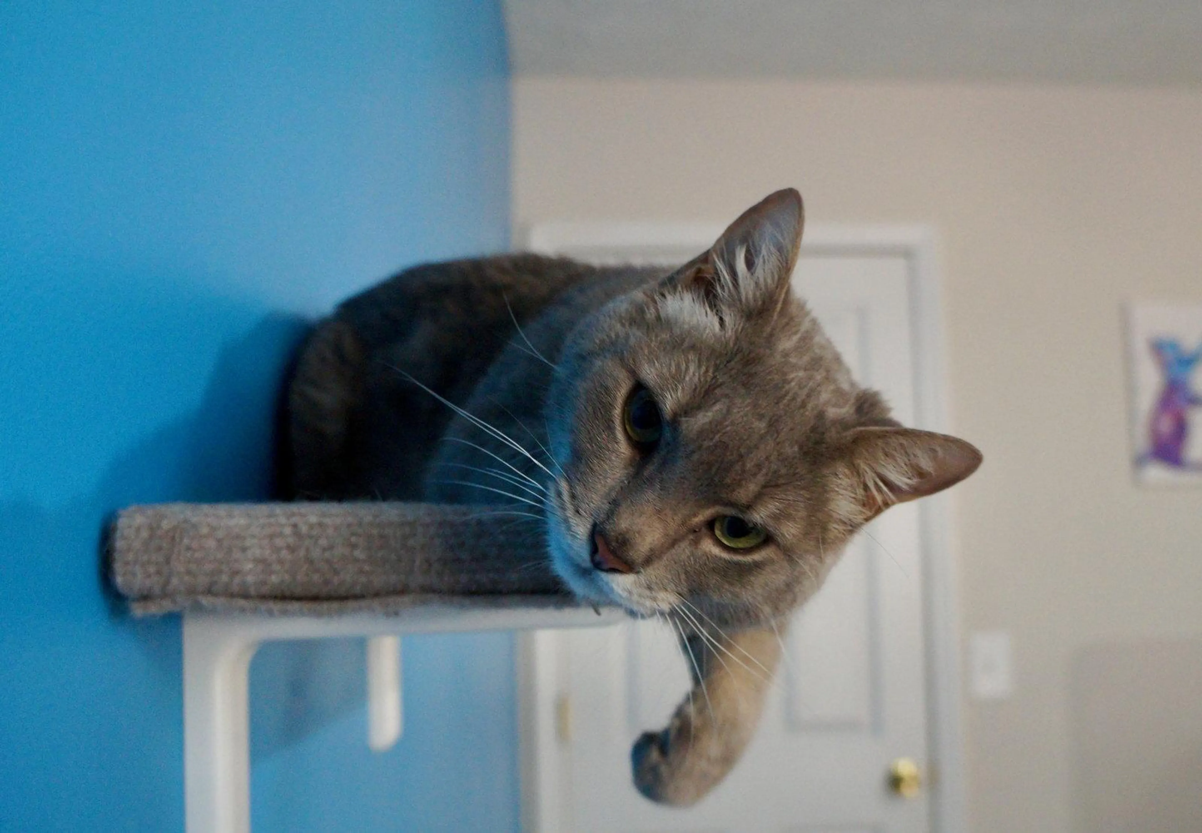 Found pet-0