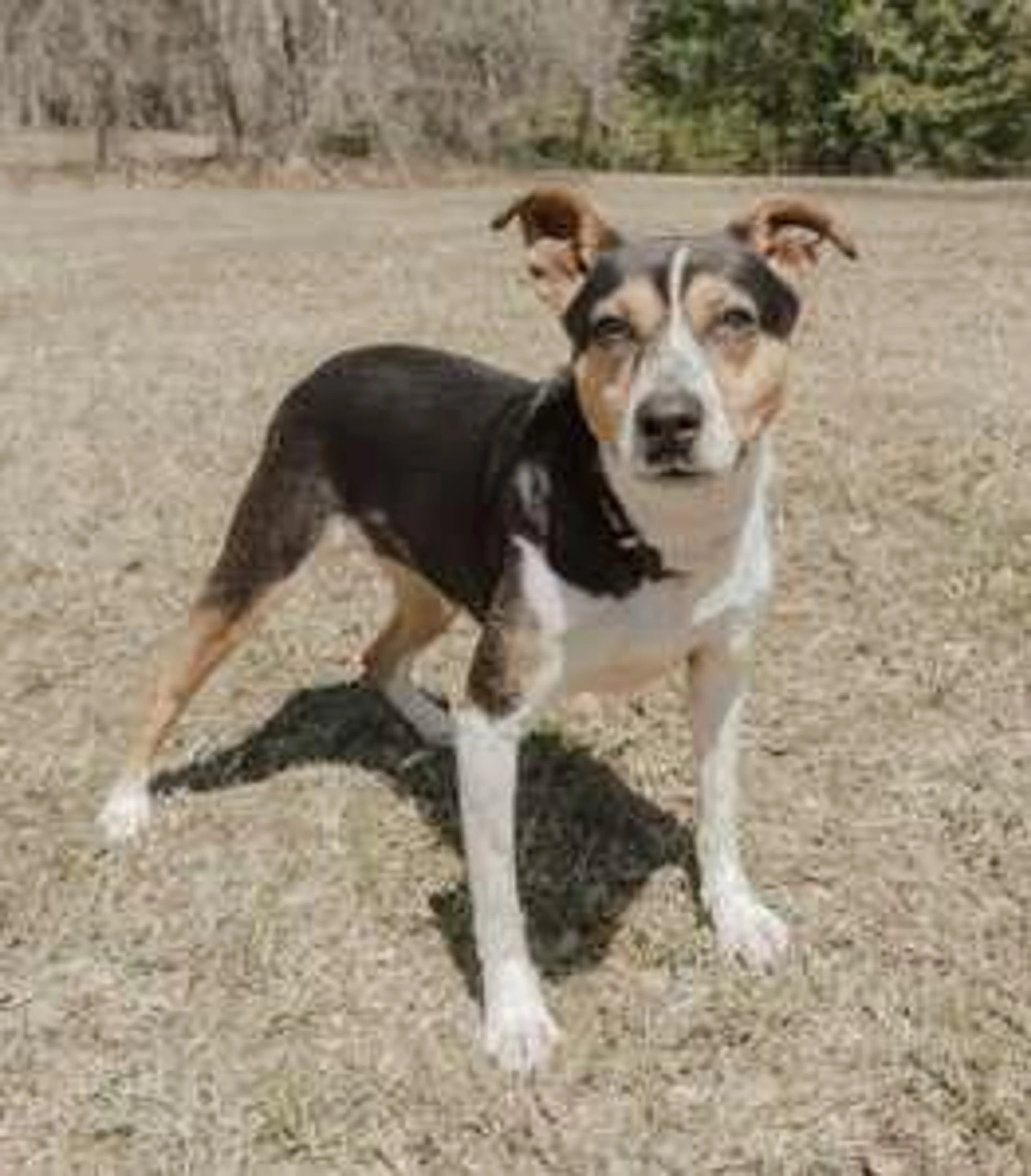 Found pet-1