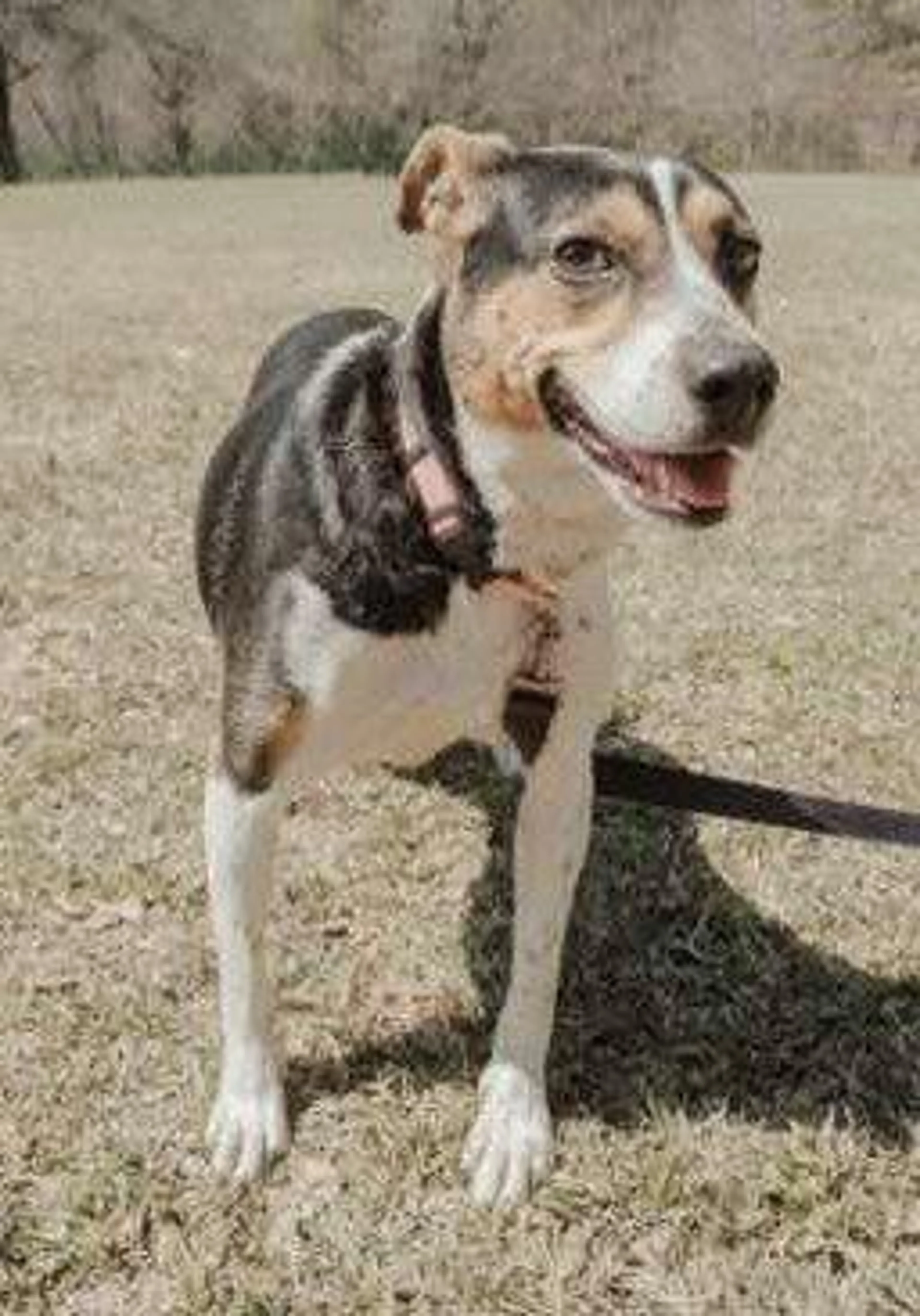 Found pet-0