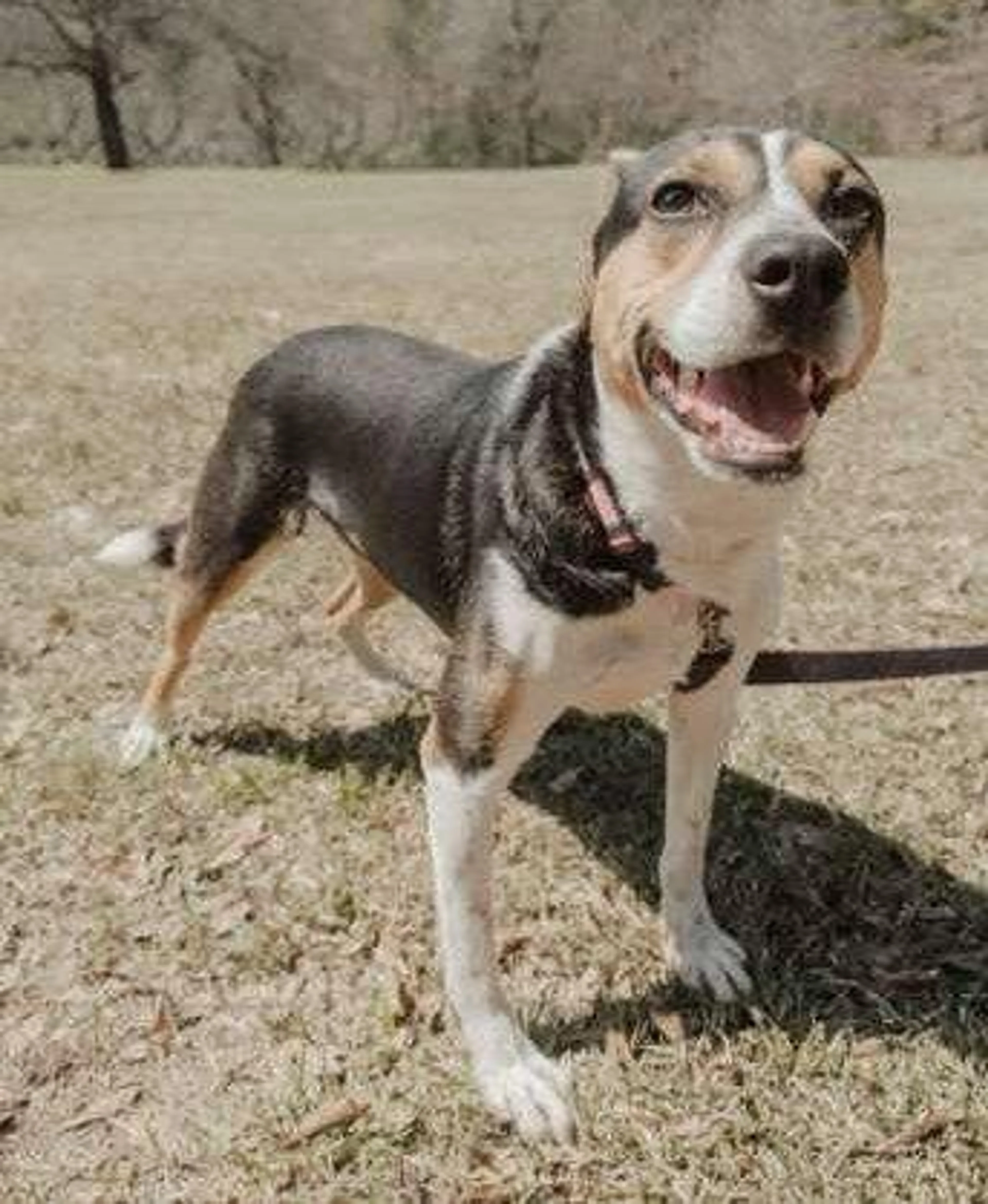 Found pet-2