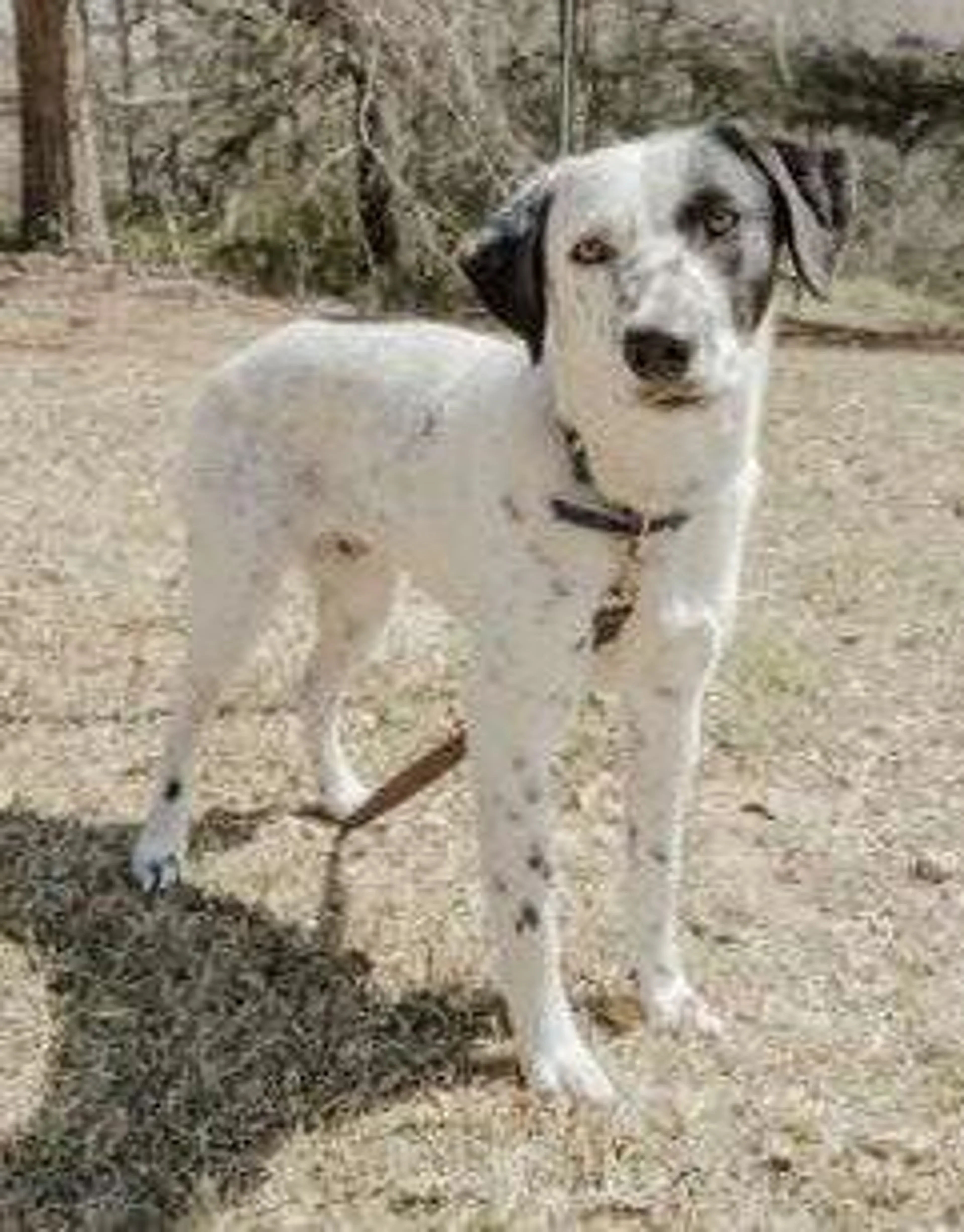 Found pet-2