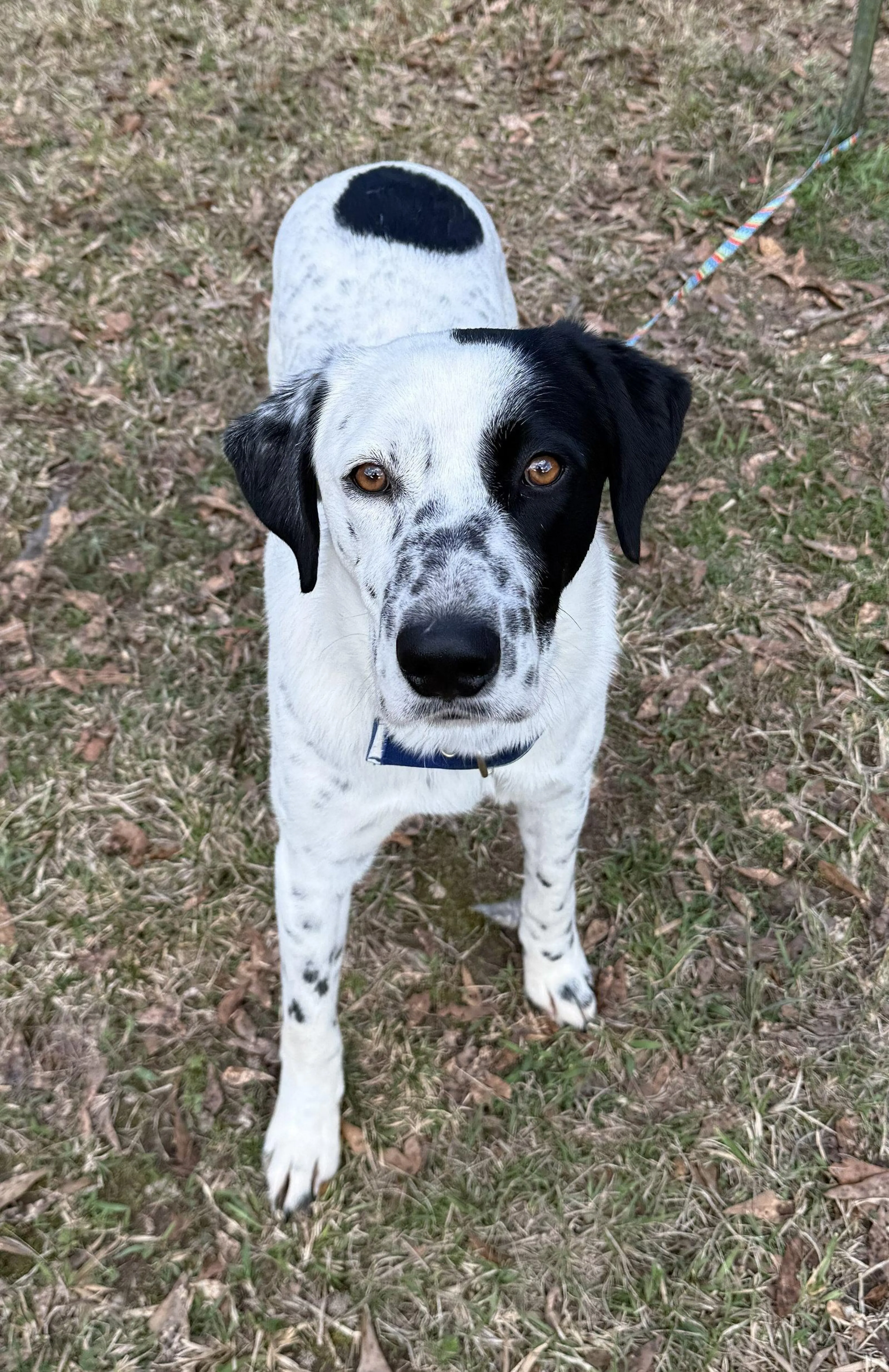 Found pet-1
