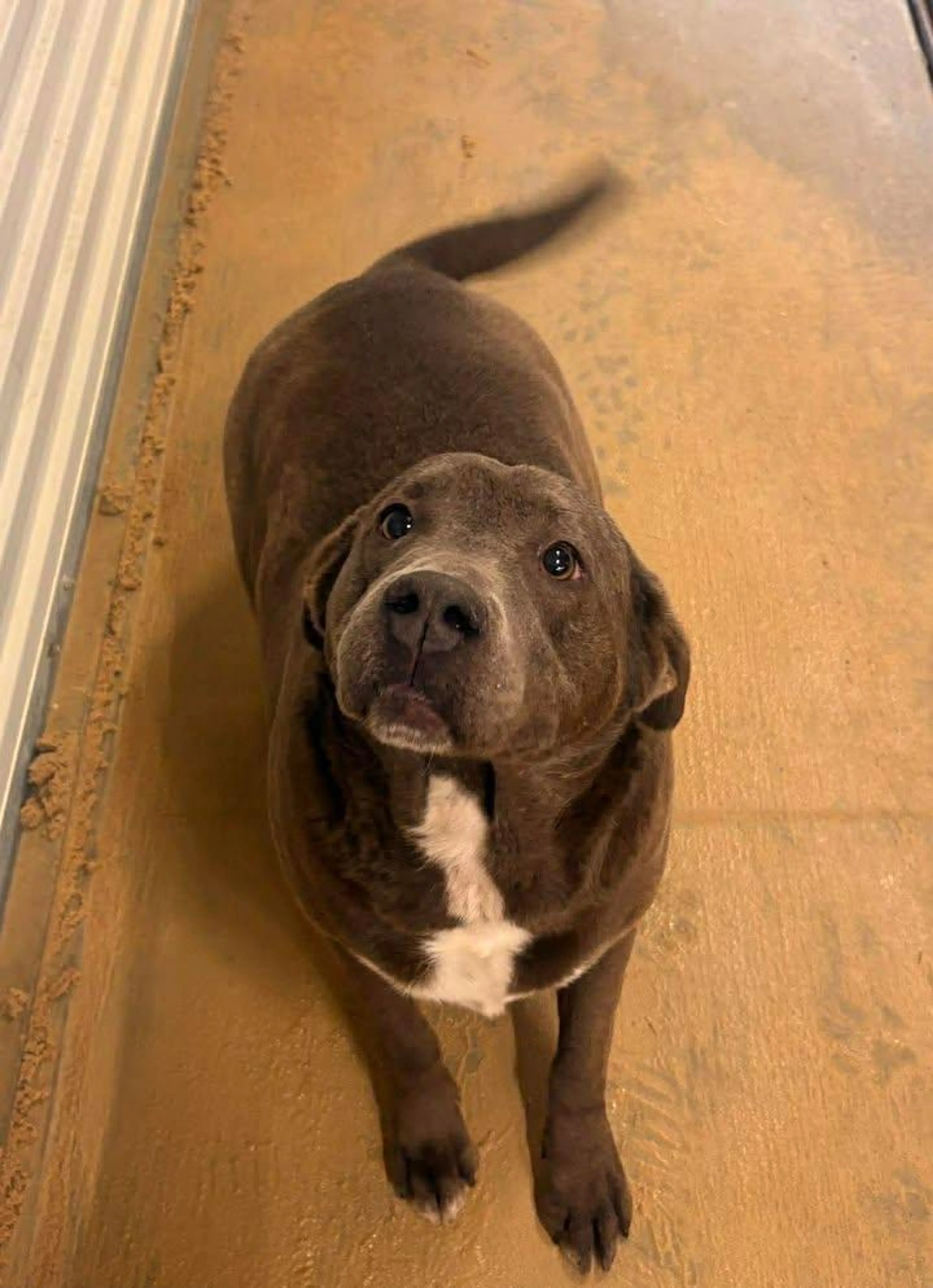 Found pet-0
