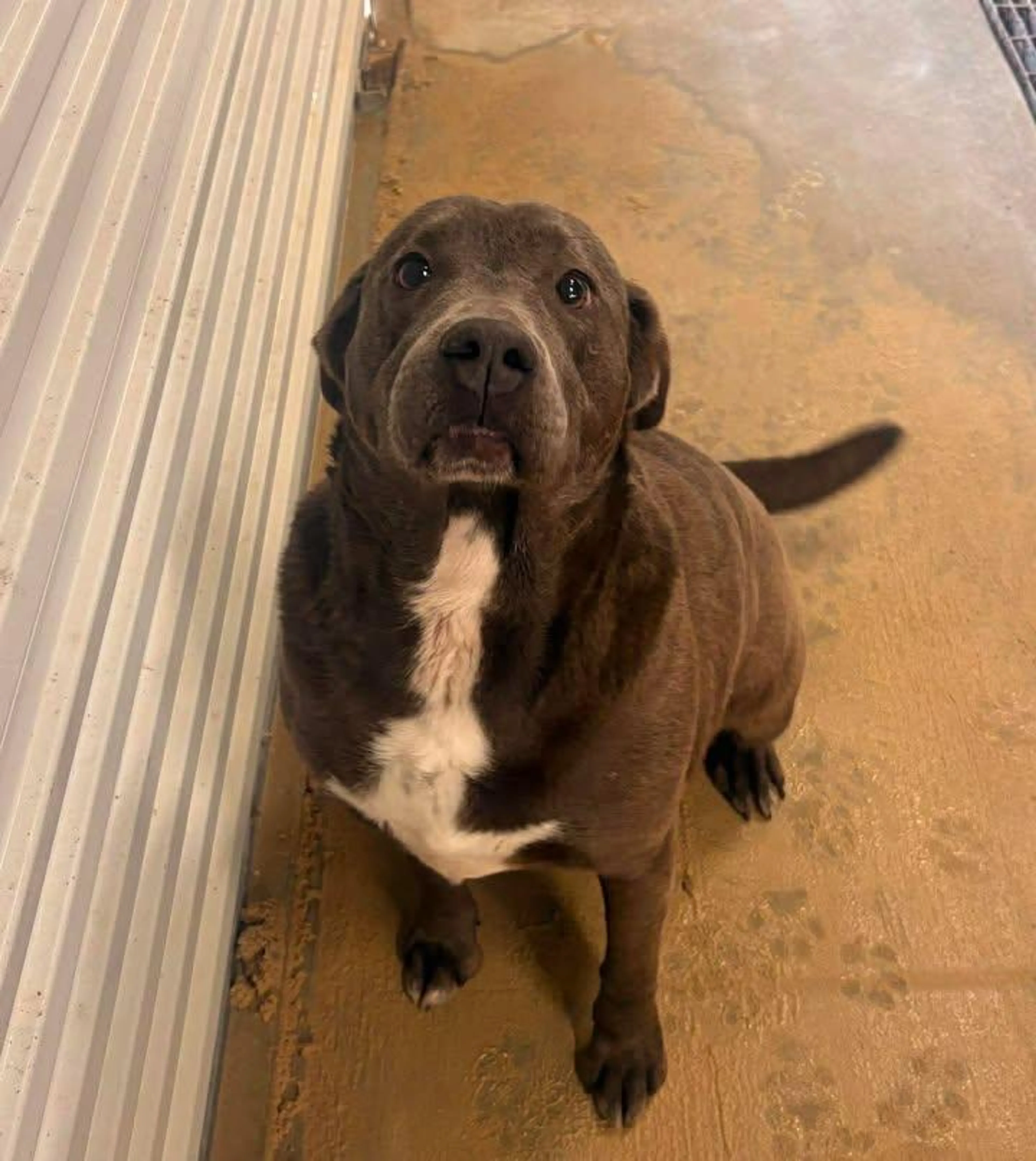 Found pet-1