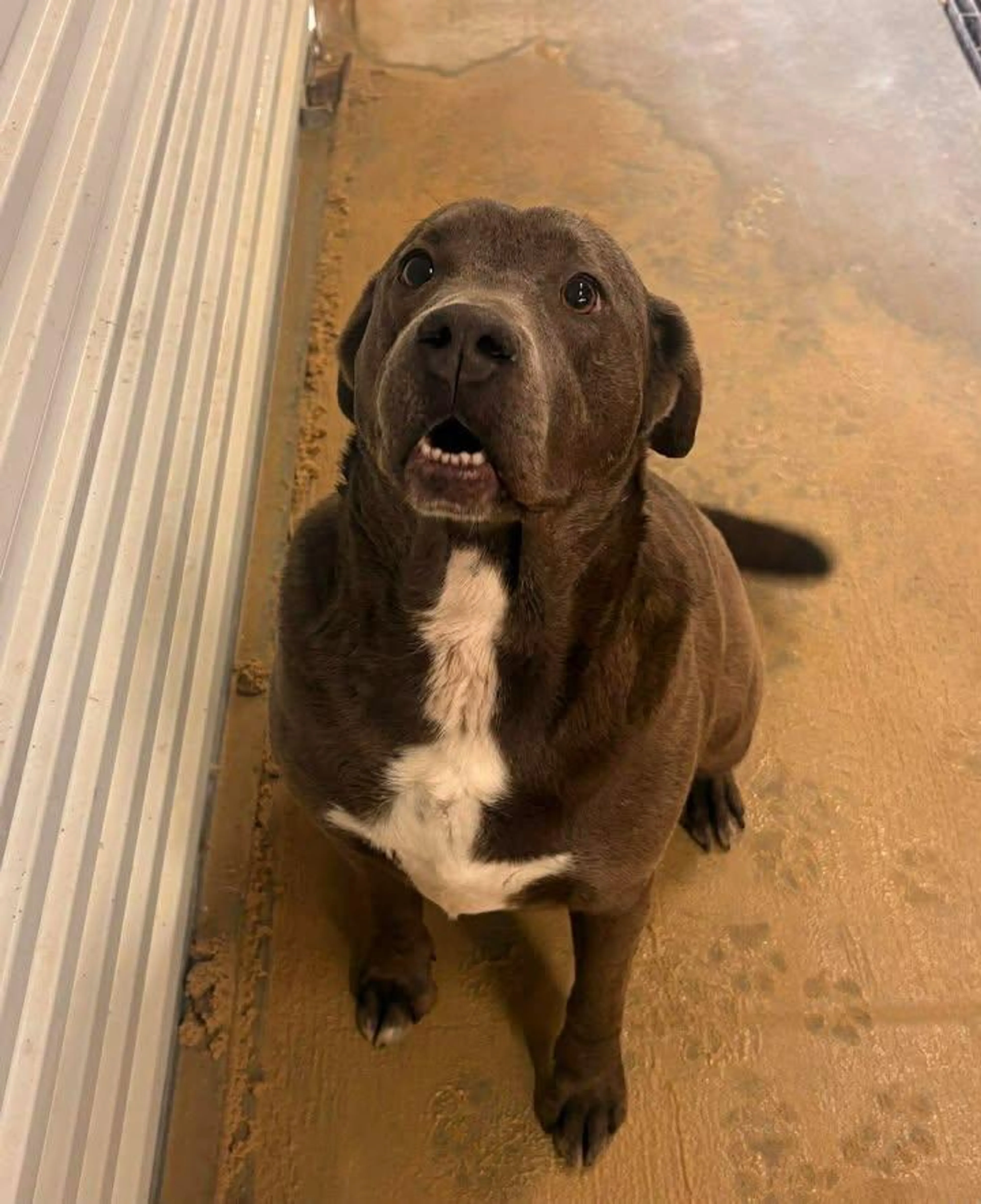 Found pet-2