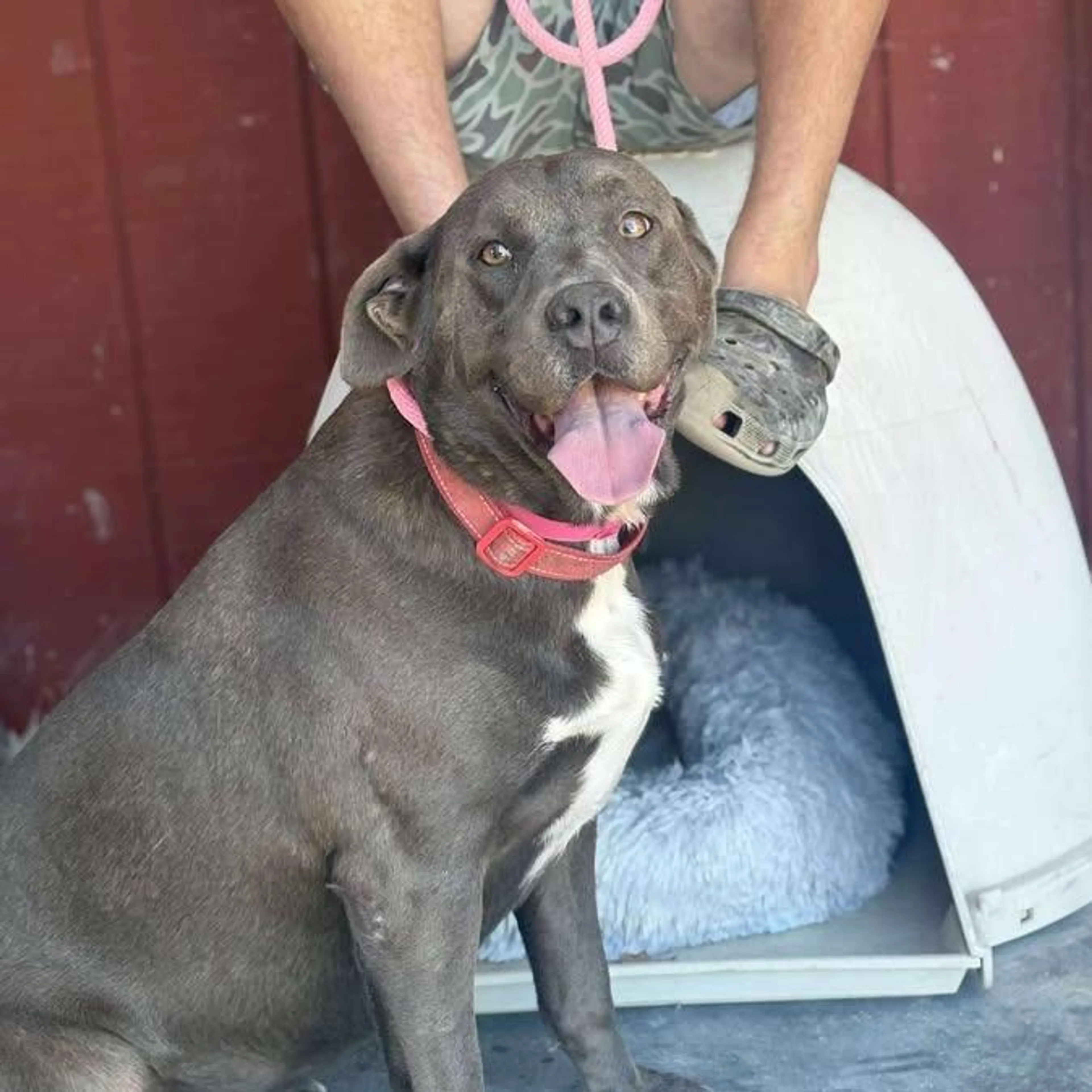 Found pet-3