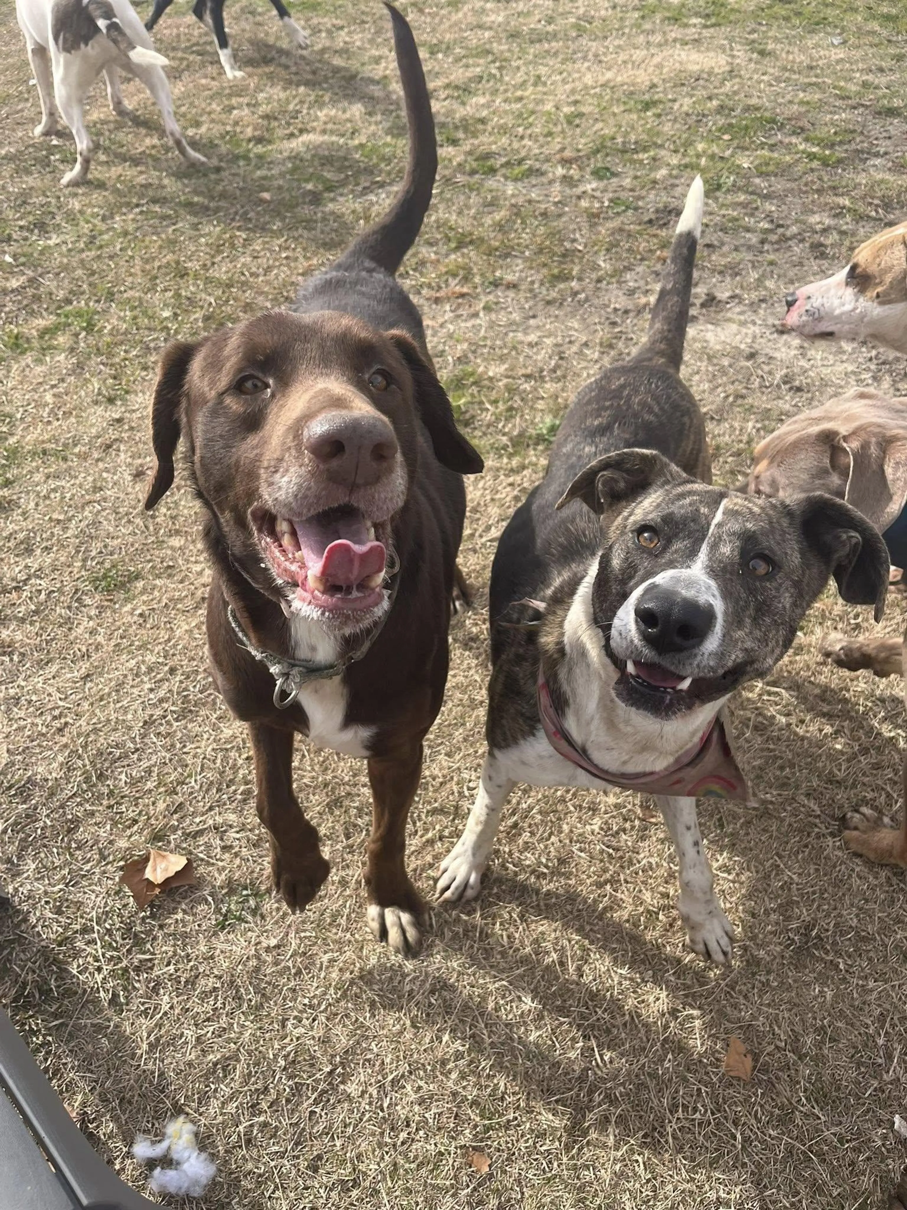 Found pet-2