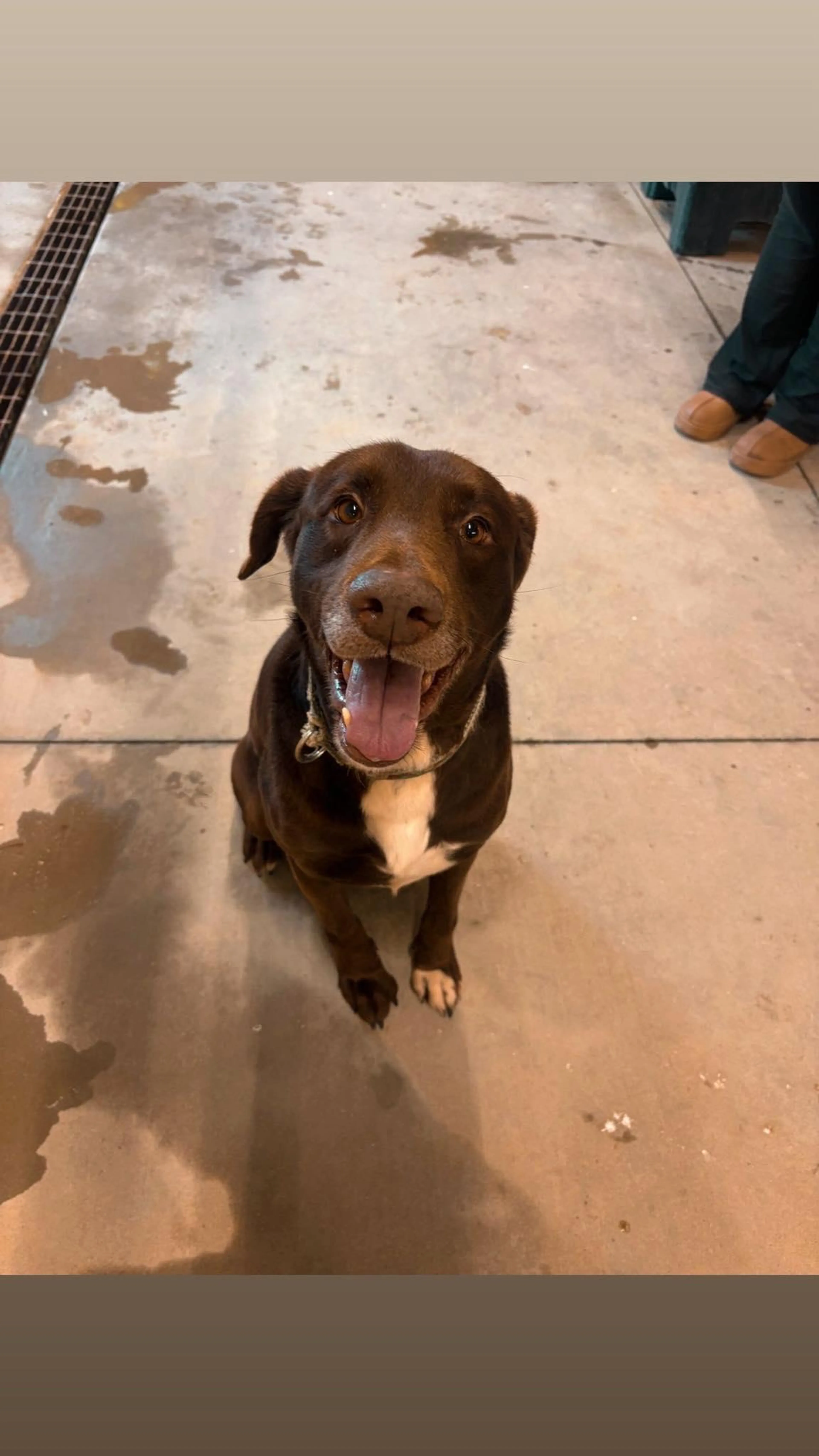 Found pet-1
