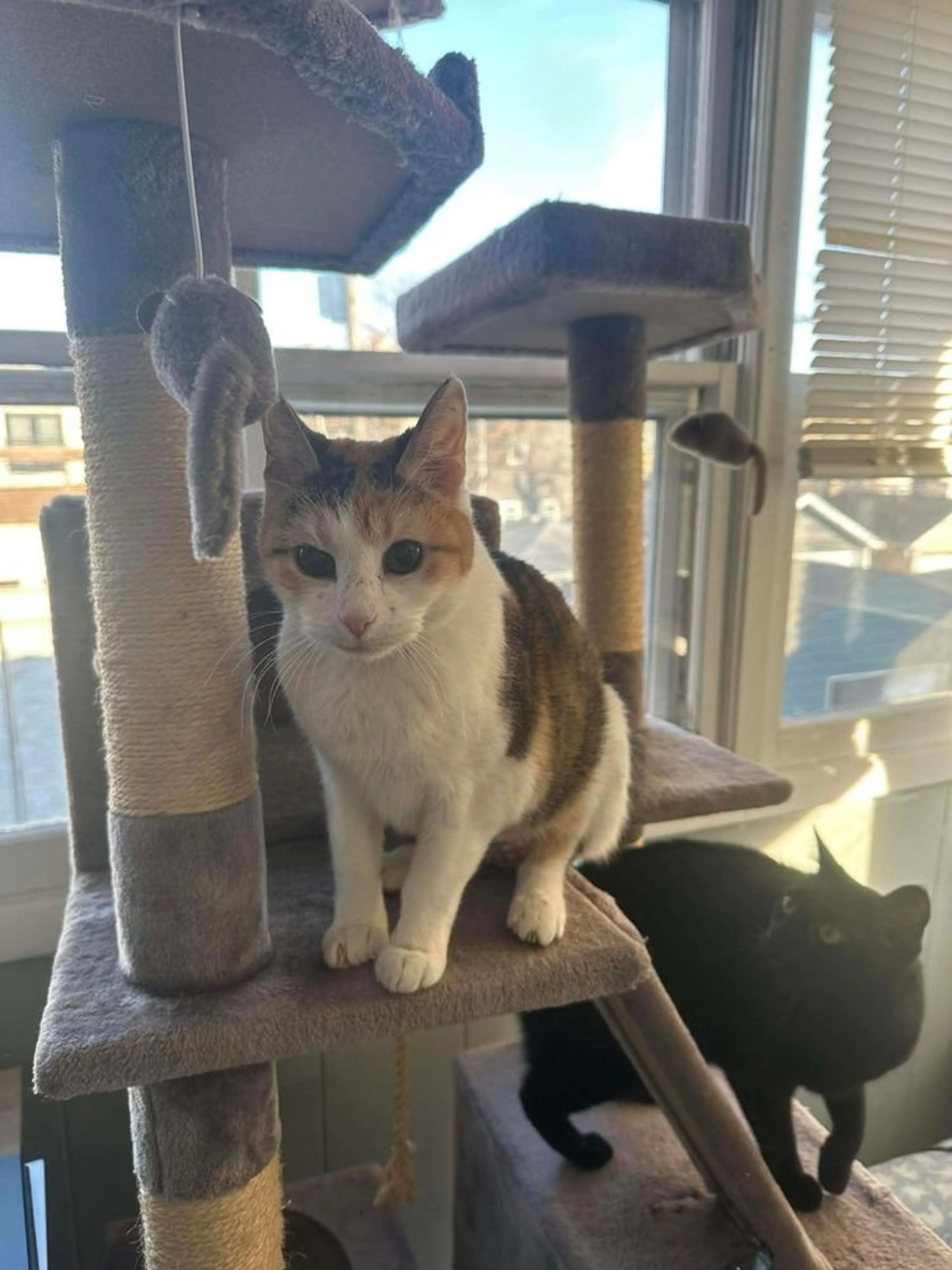Found pet-4