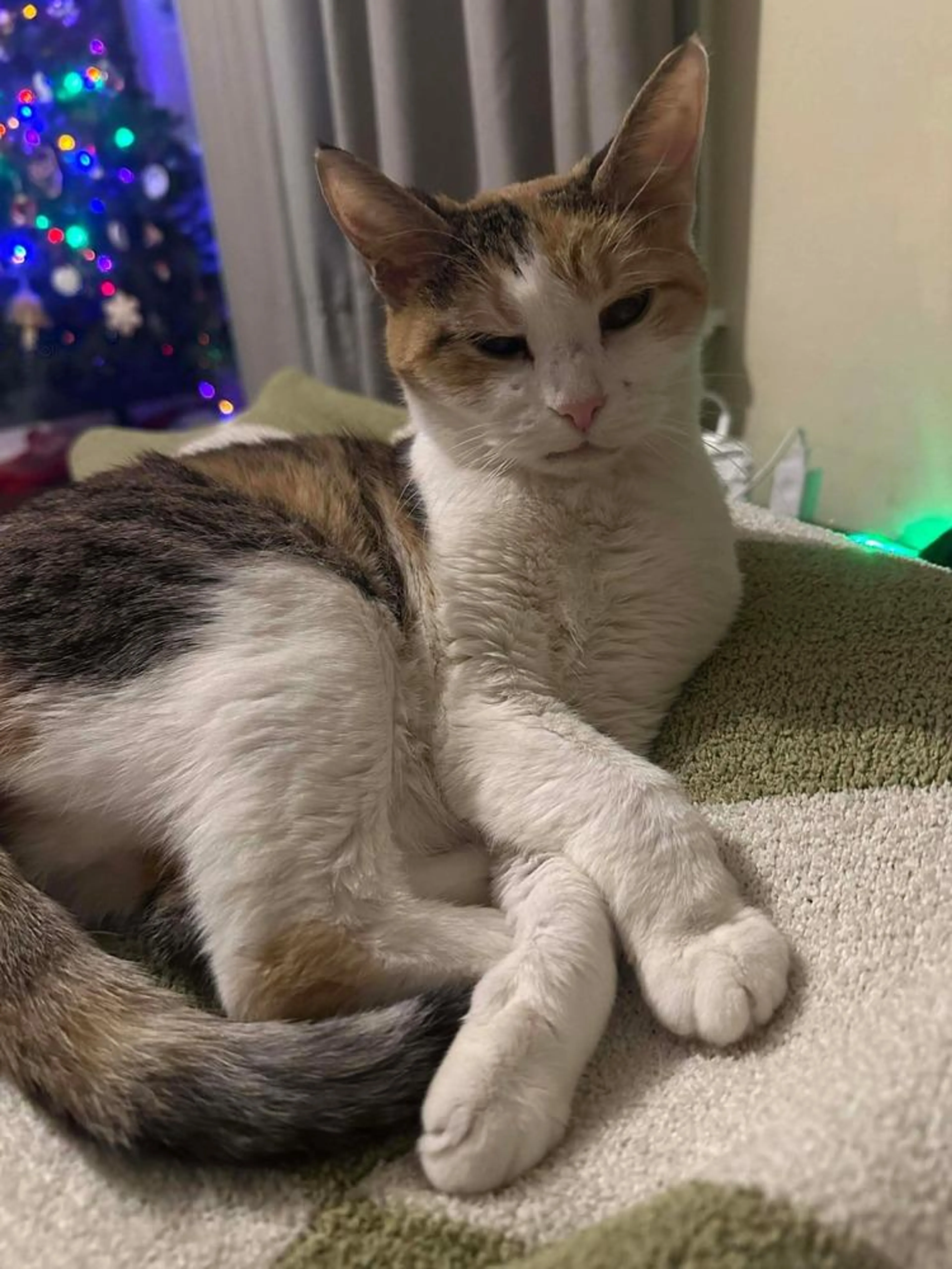 Found pet-5