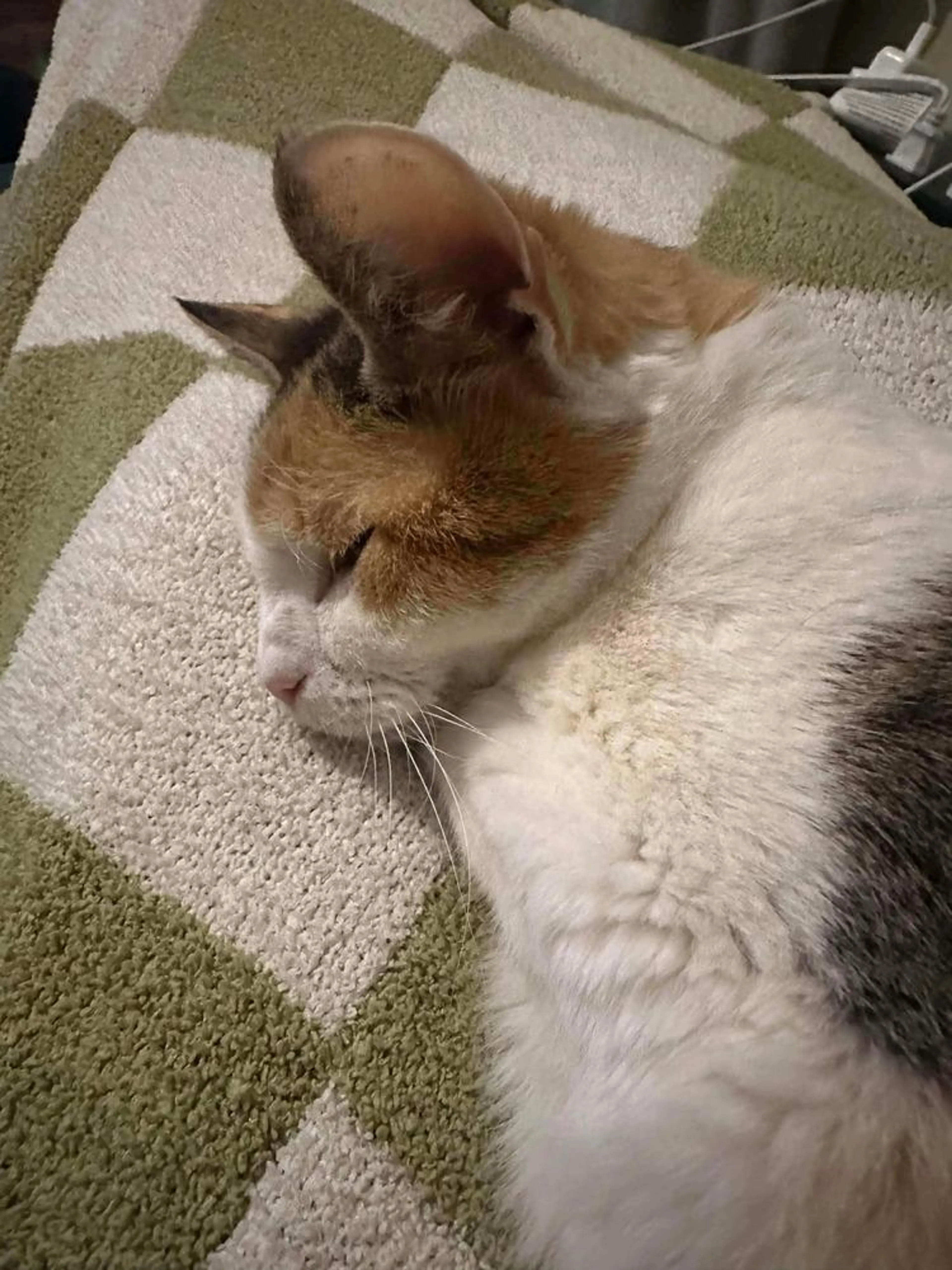 Found pet-1