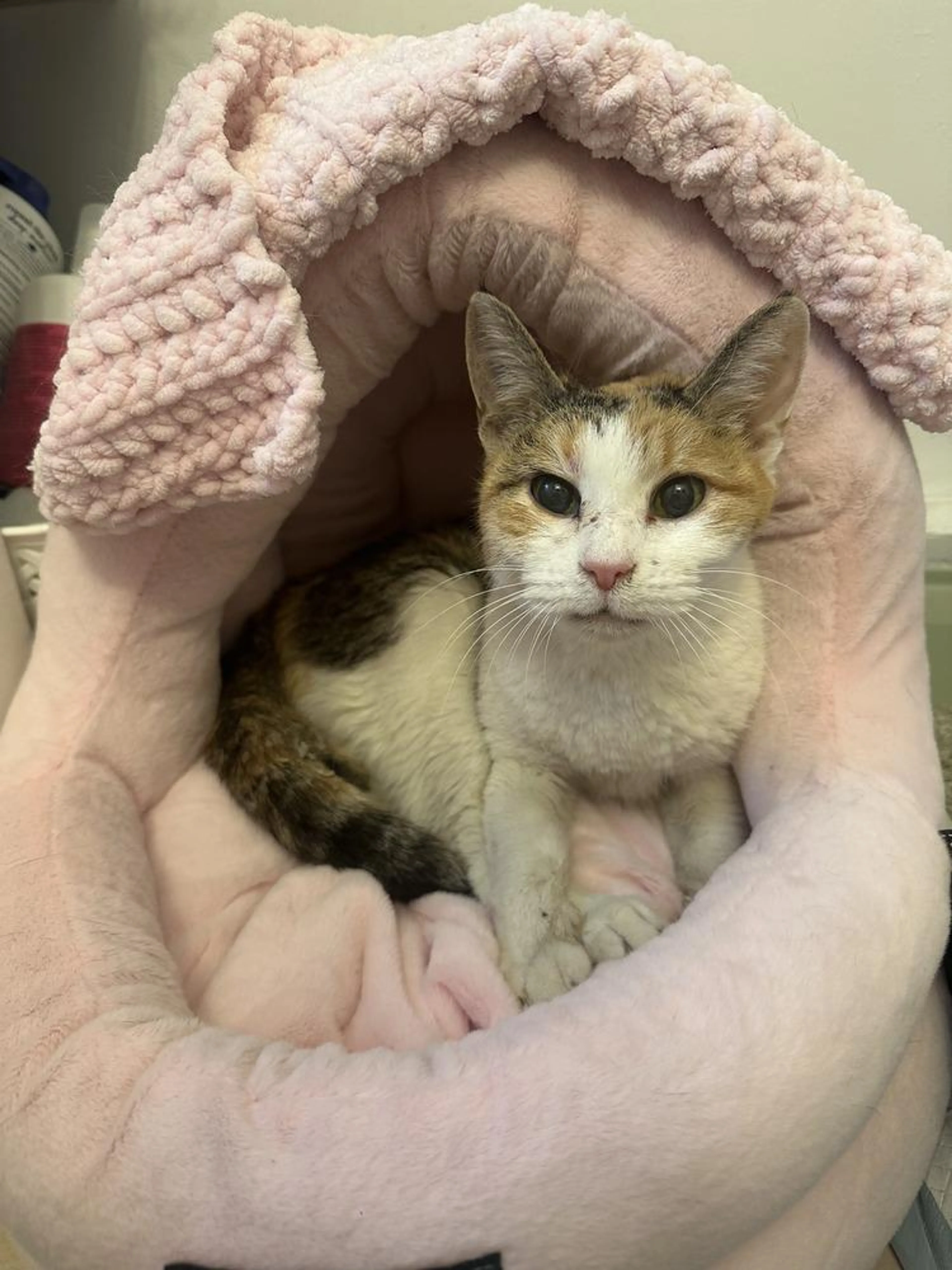 Found pet-2