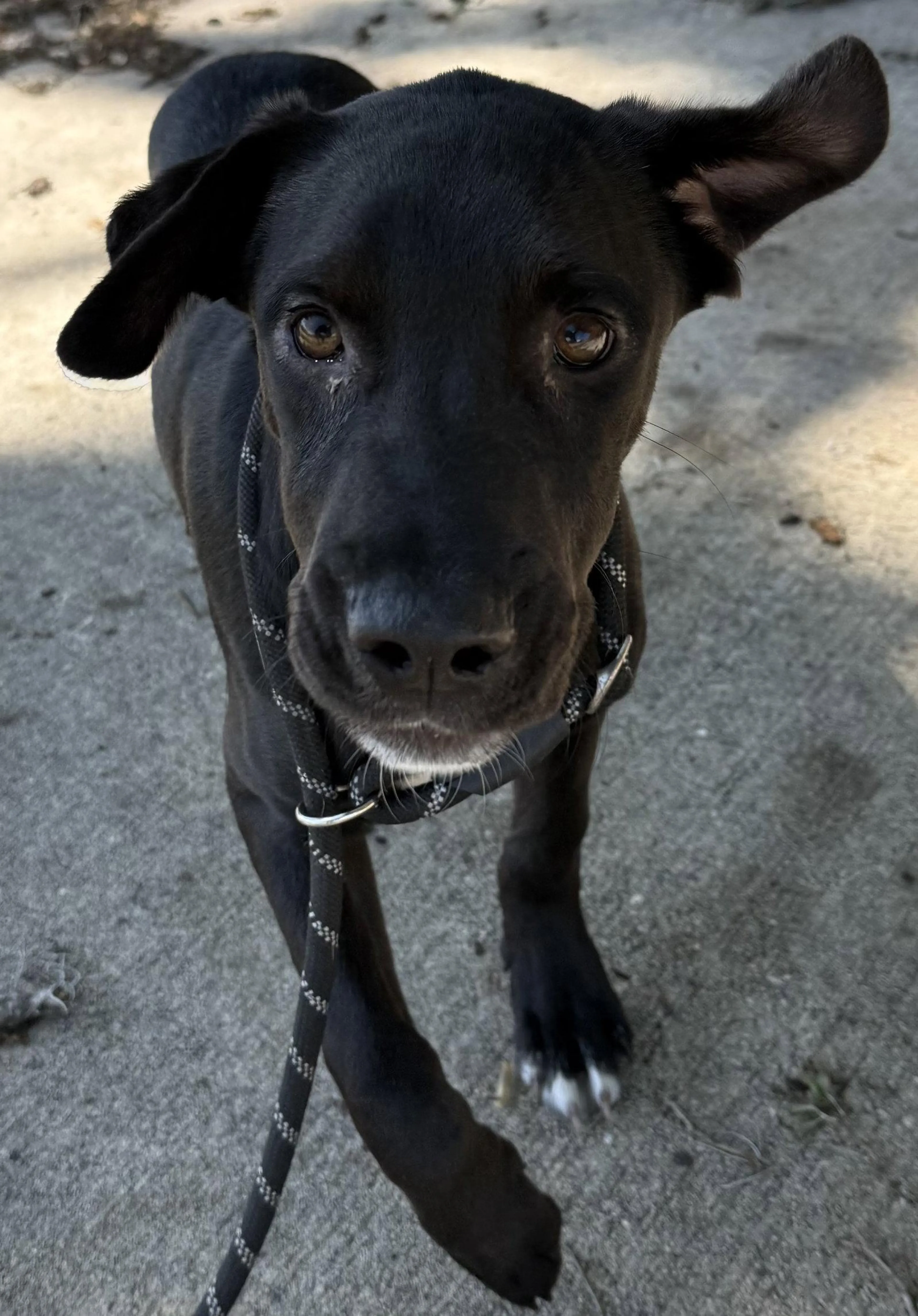 Found pet-2
