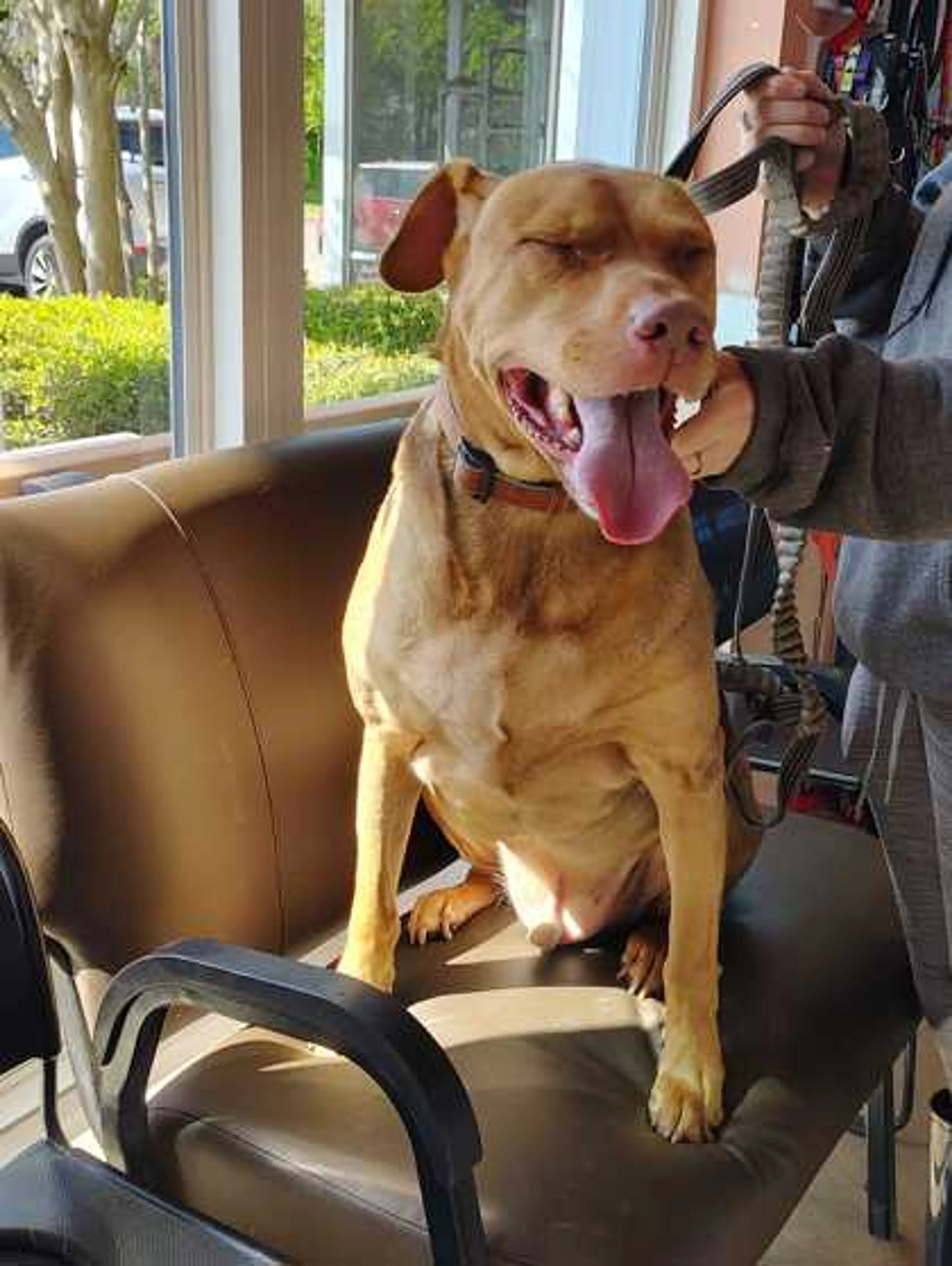 Found pet-1