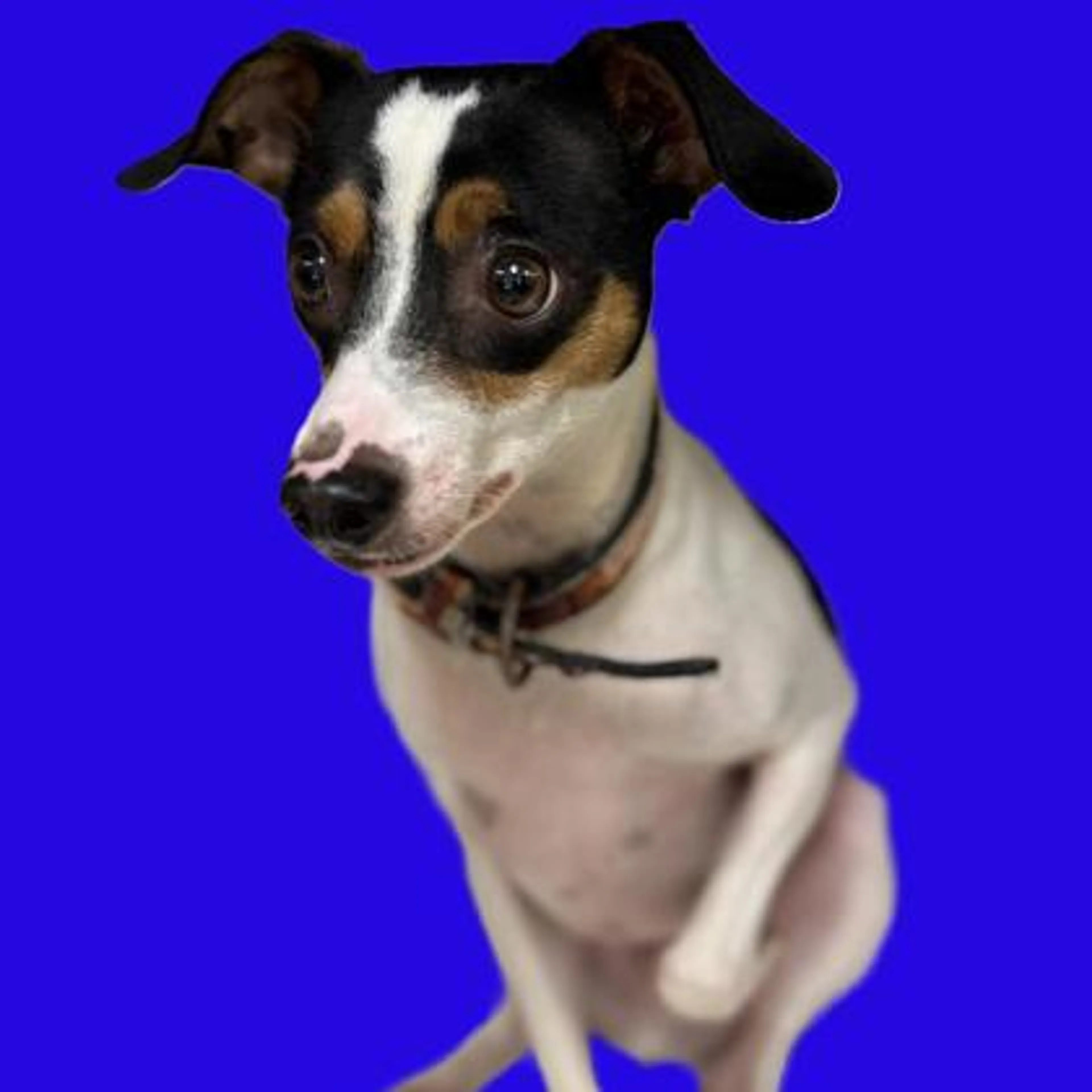 Found pet-0
