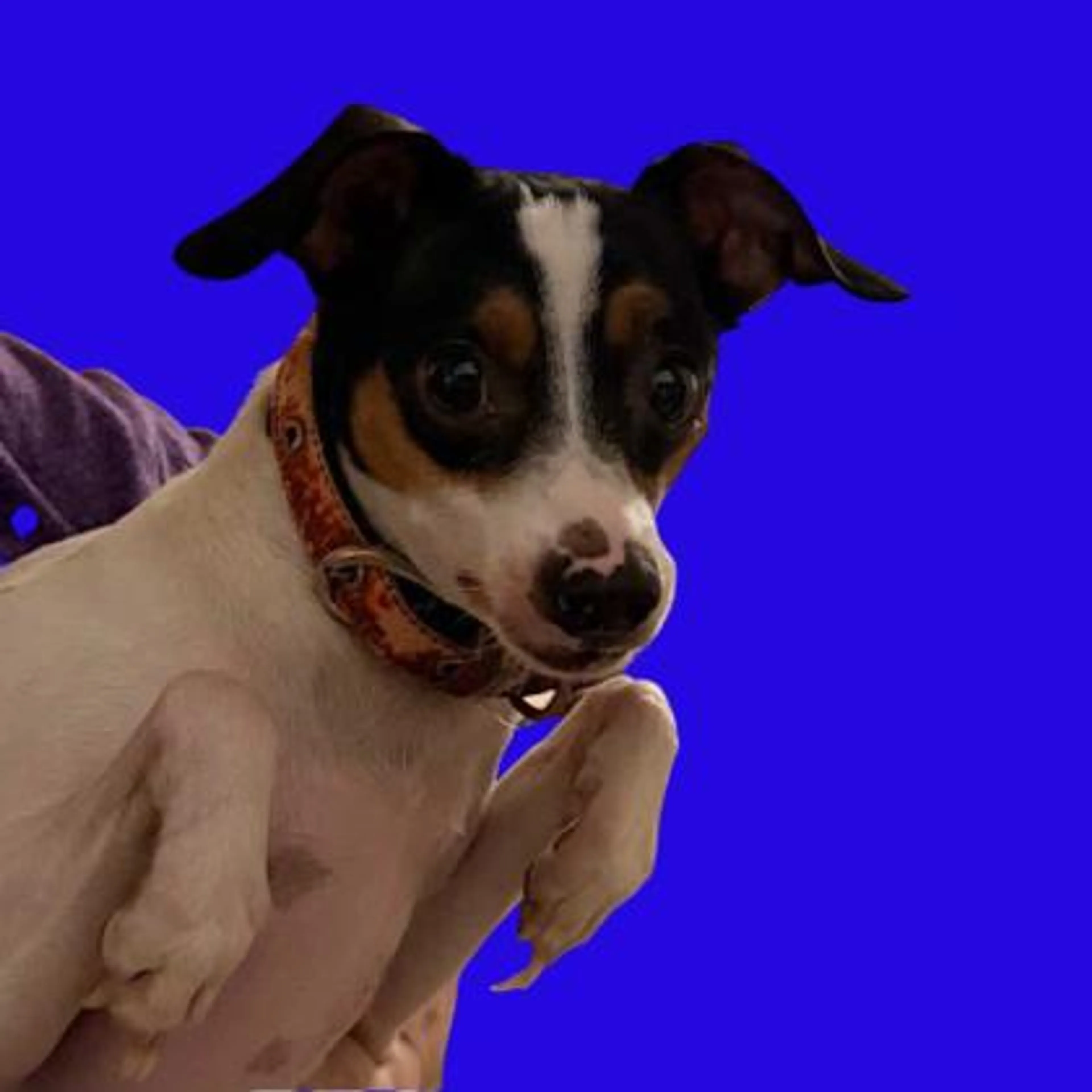 Found pet-1
