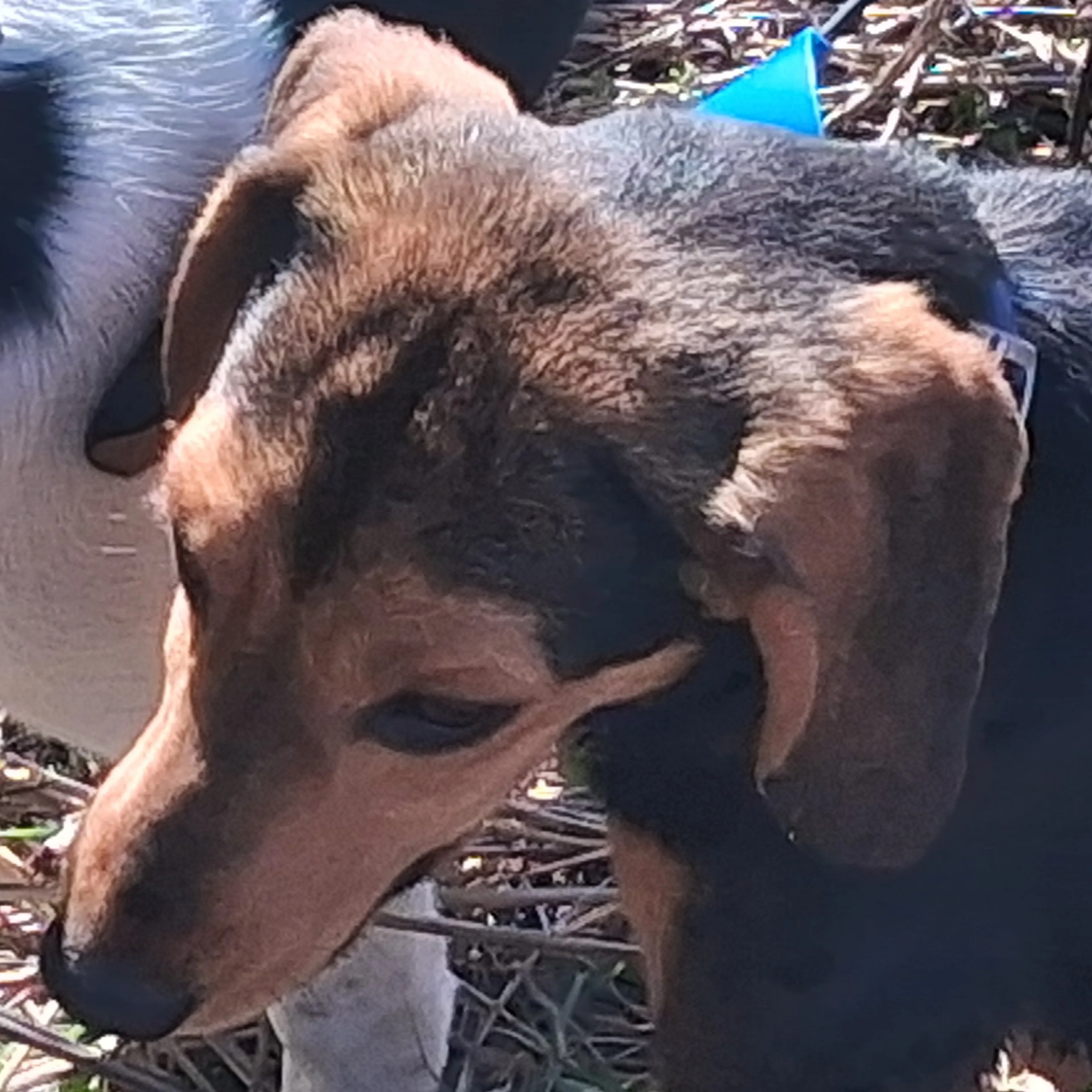 Lost pet-2