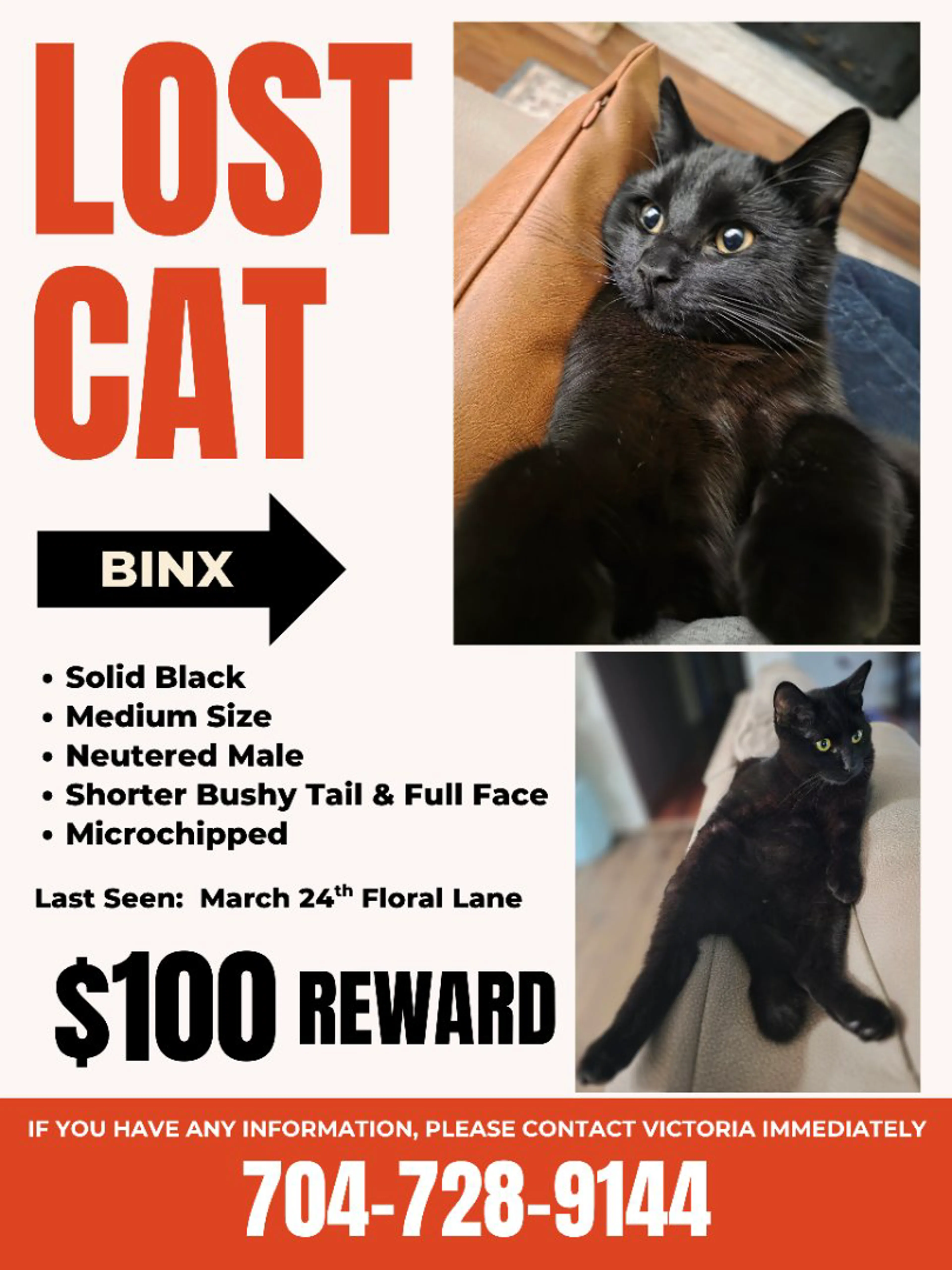 Lost pet-3