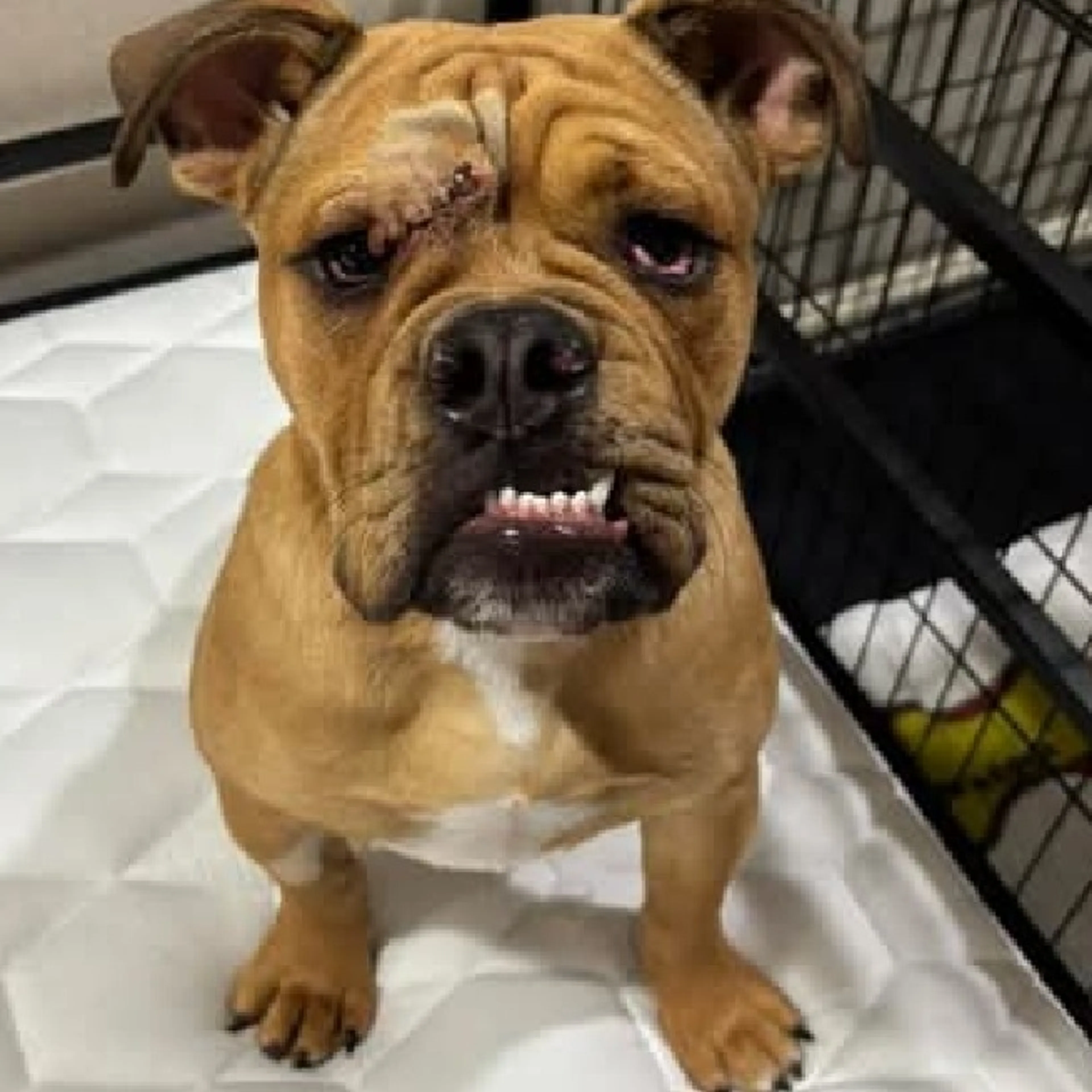 Found pet-2