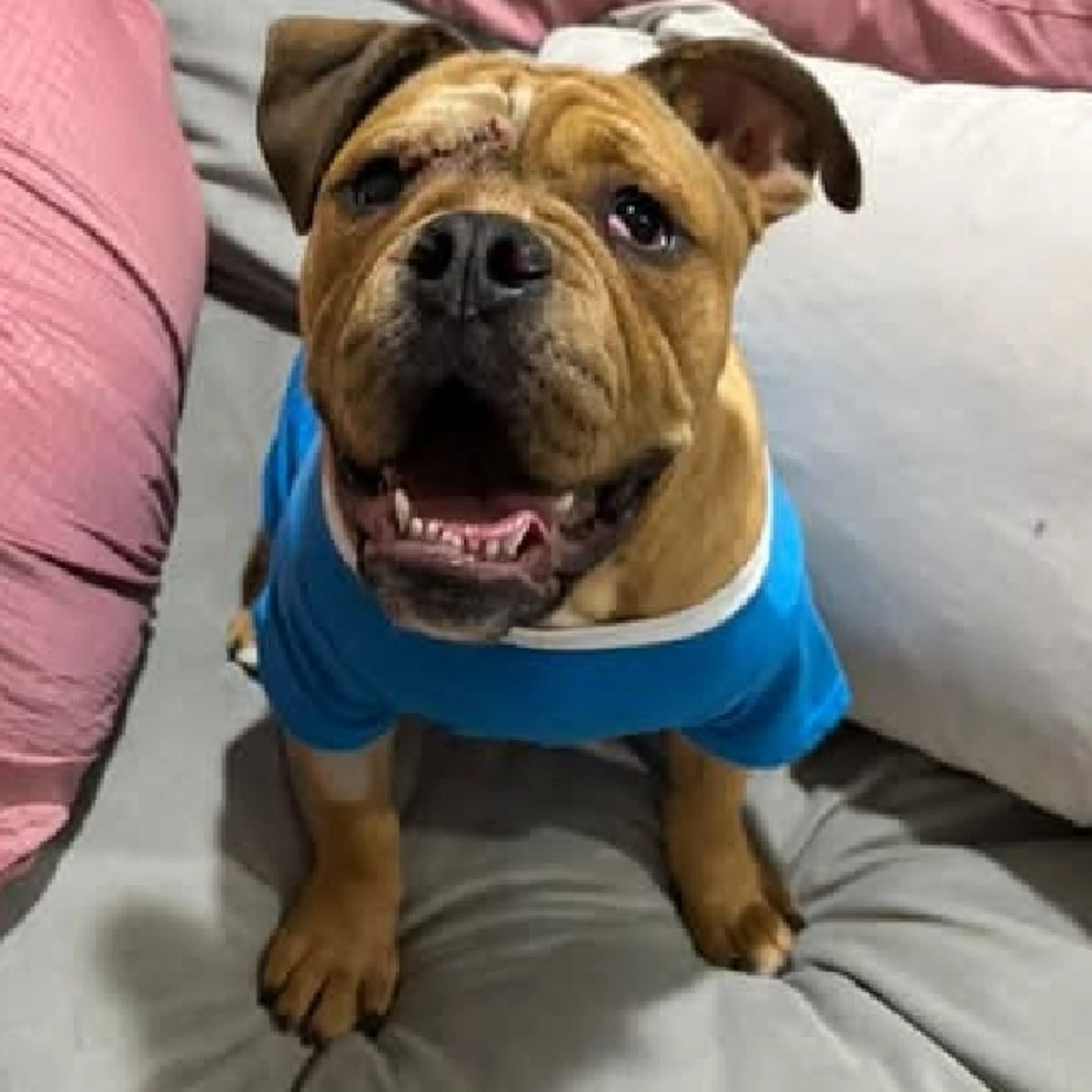 Found pet-3
