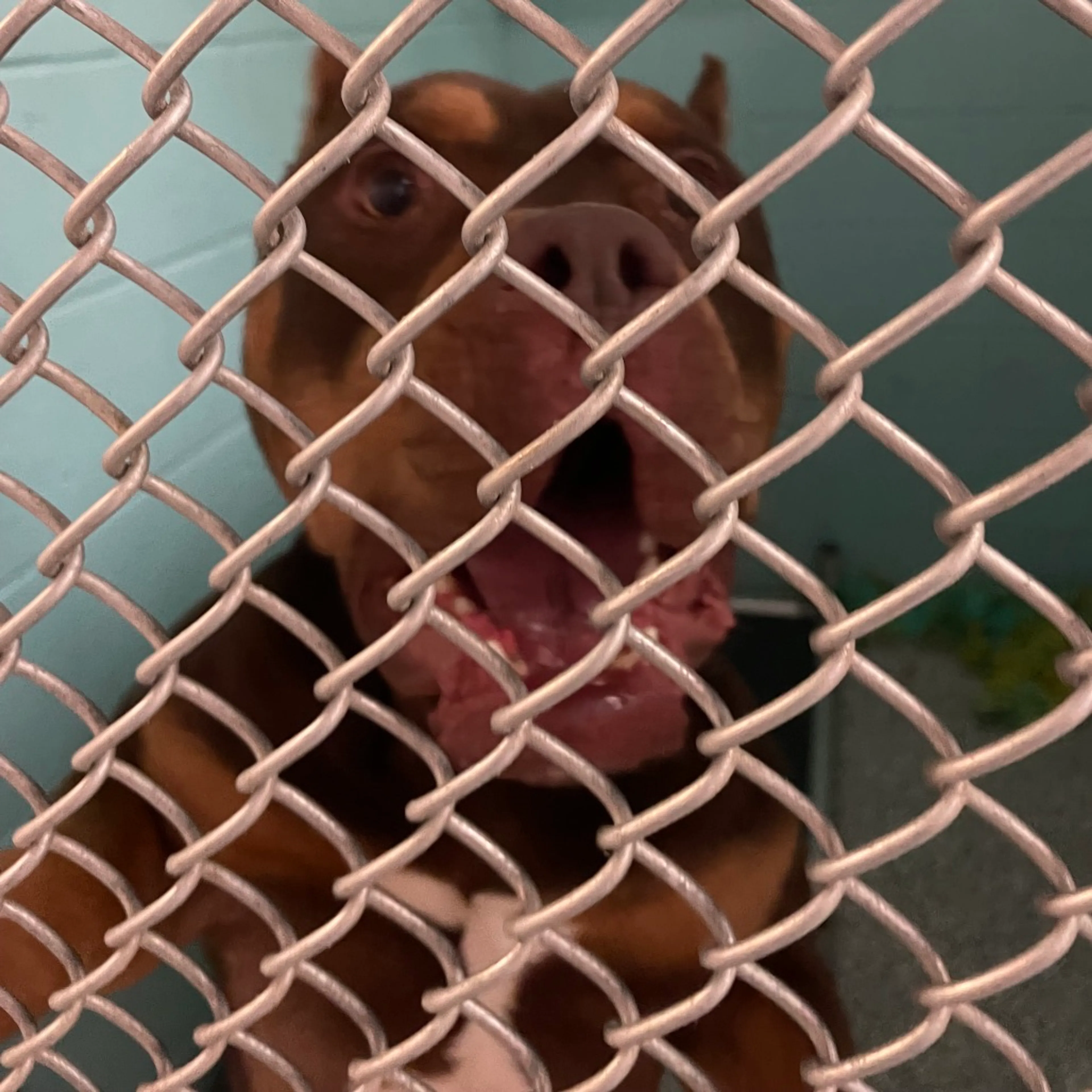 Found pet-1