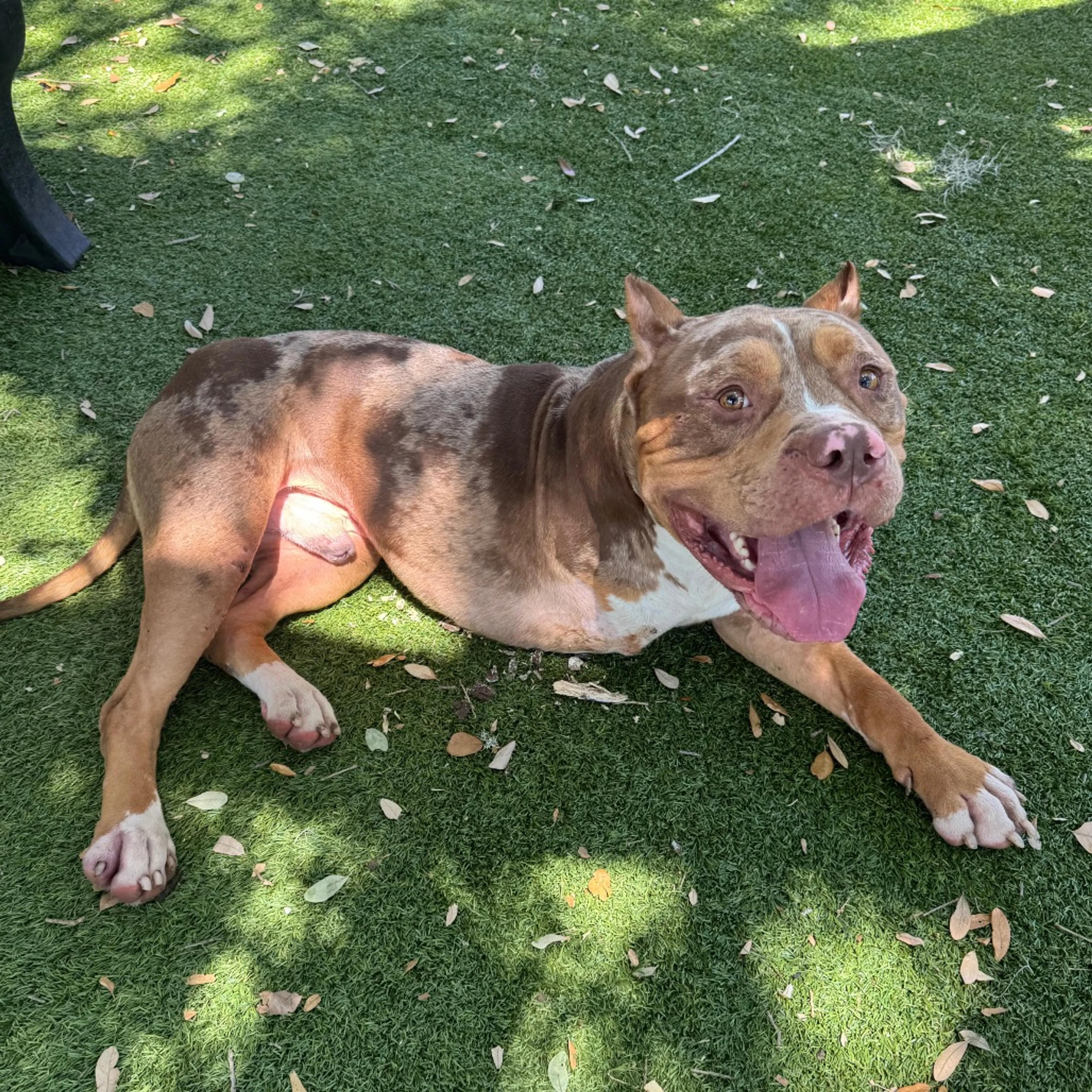 Found pet-1