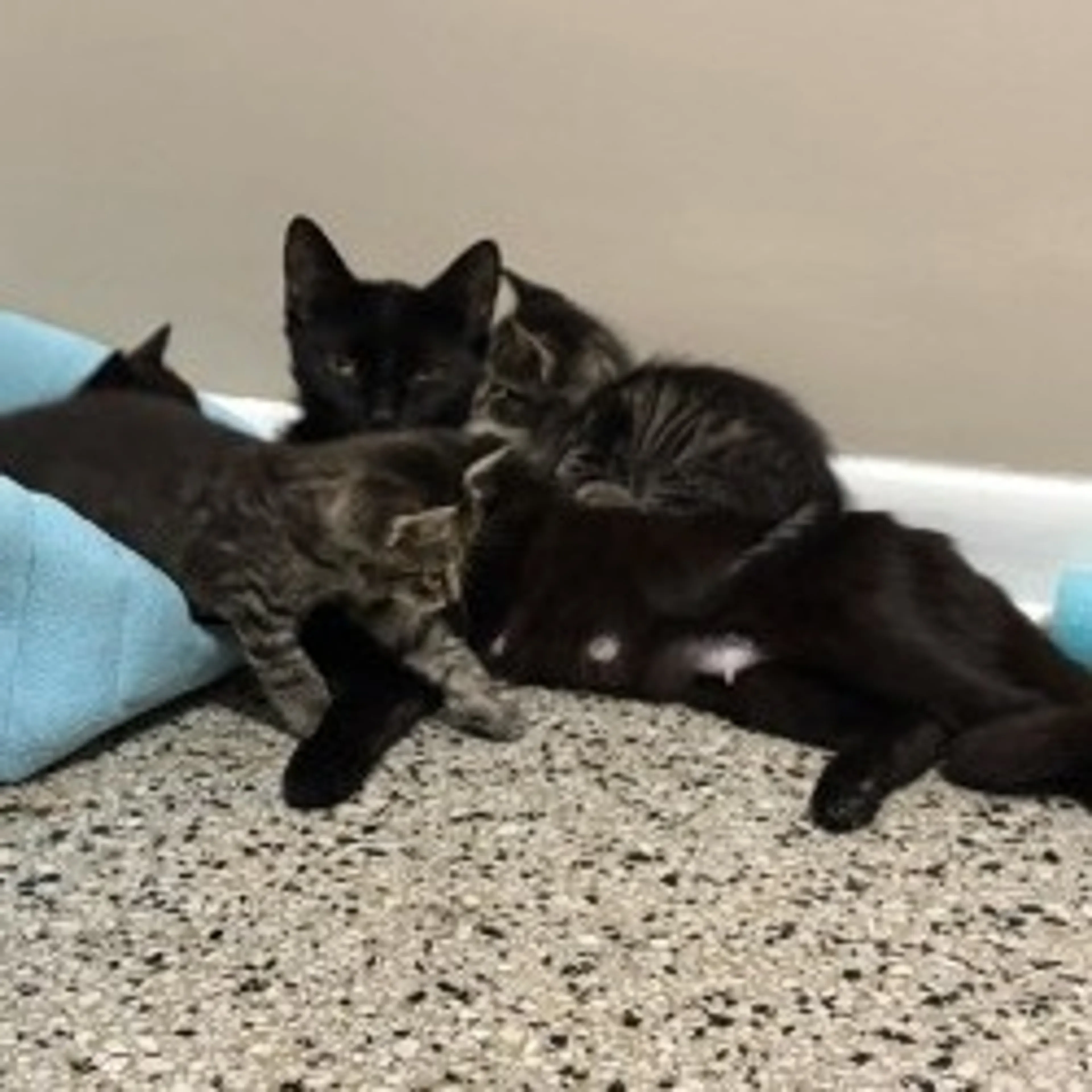Found pet-1