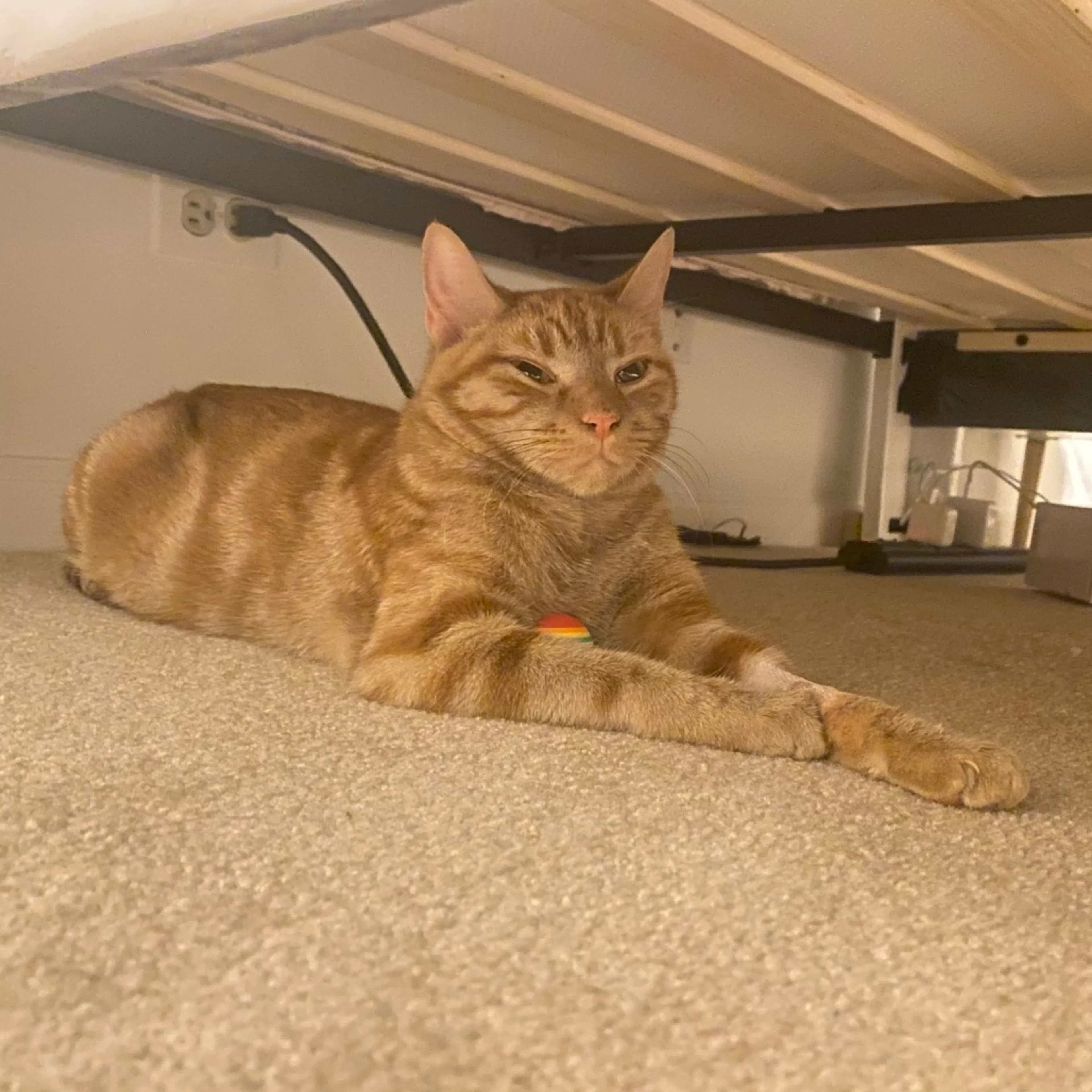 Found pet-7