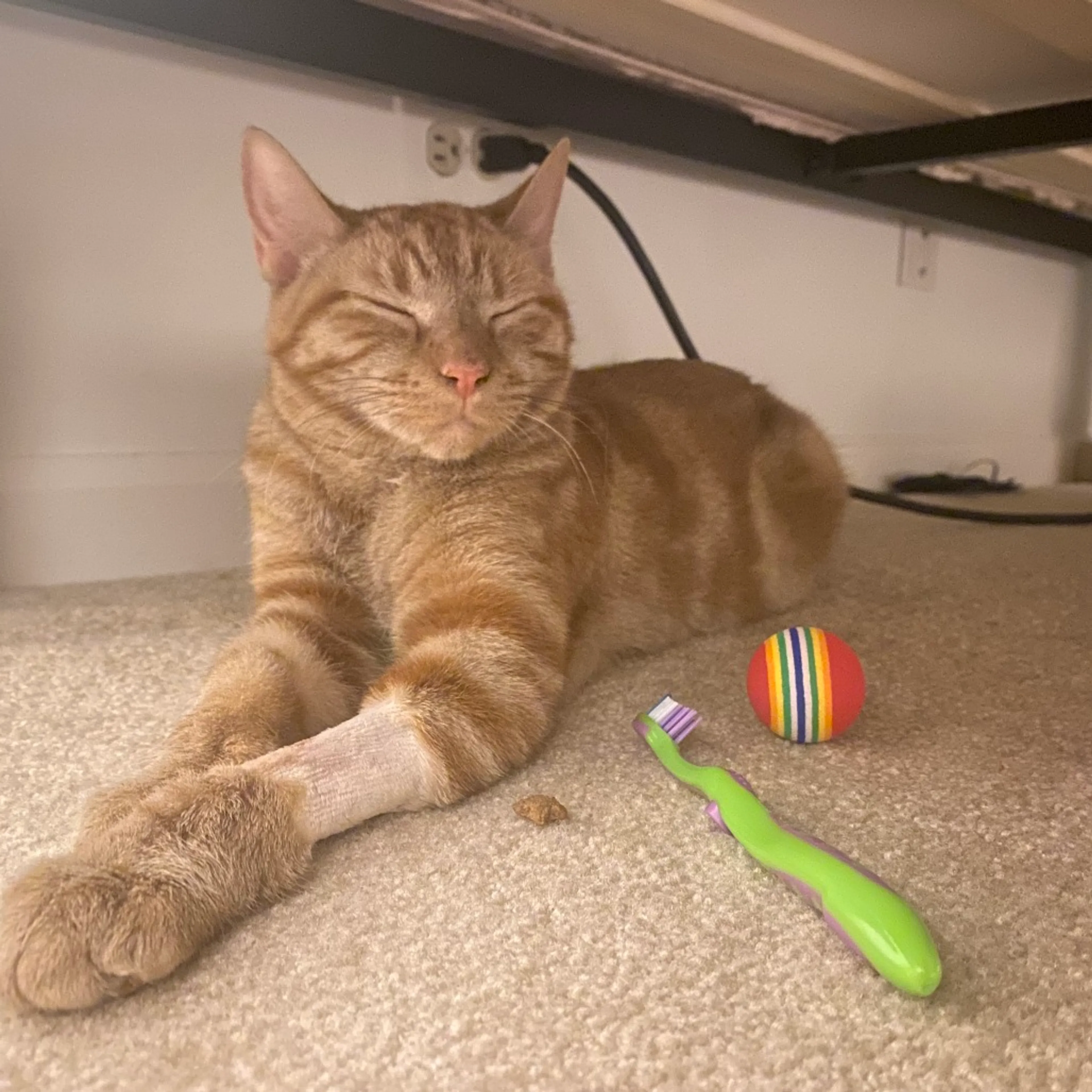 Found pet-6