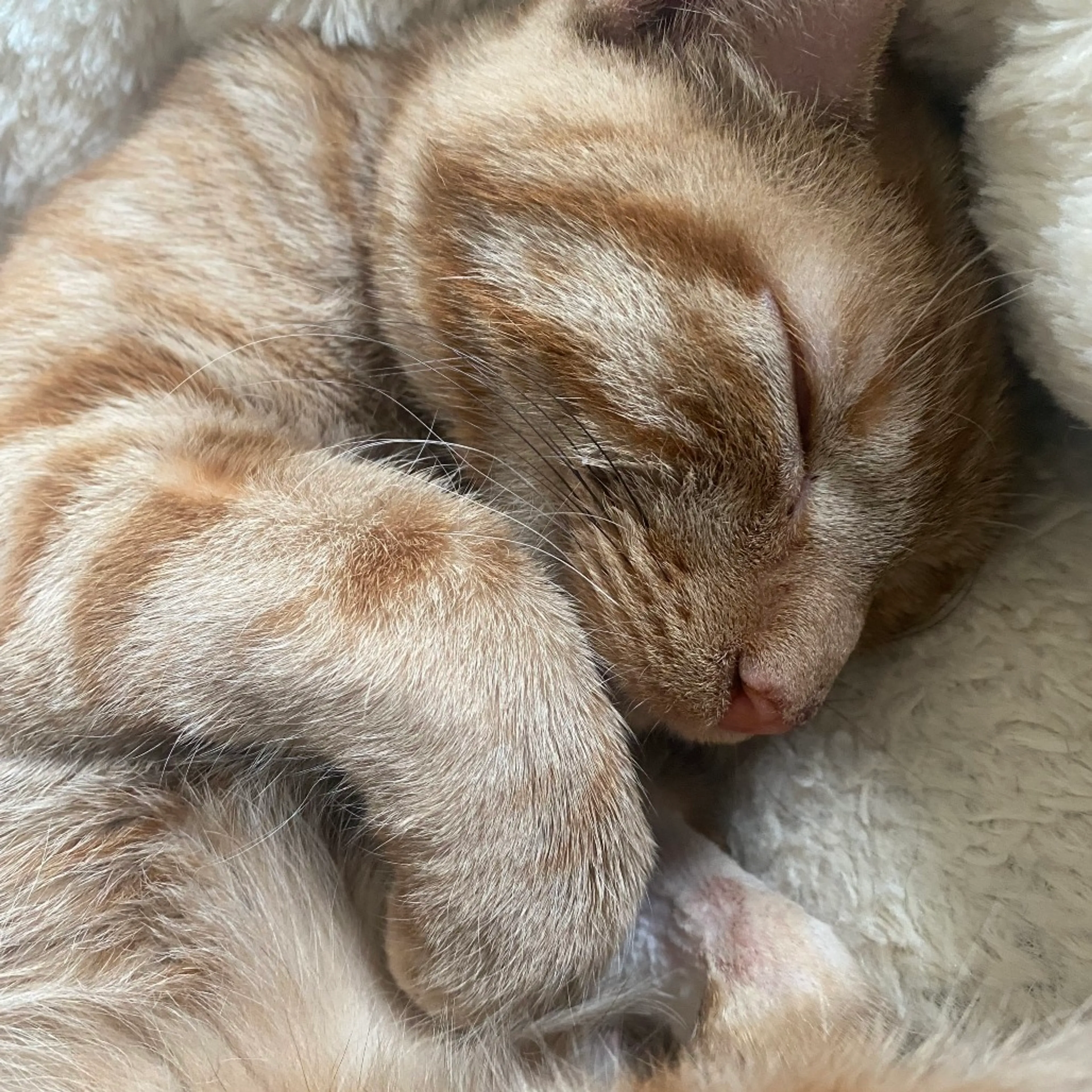Found pet-5