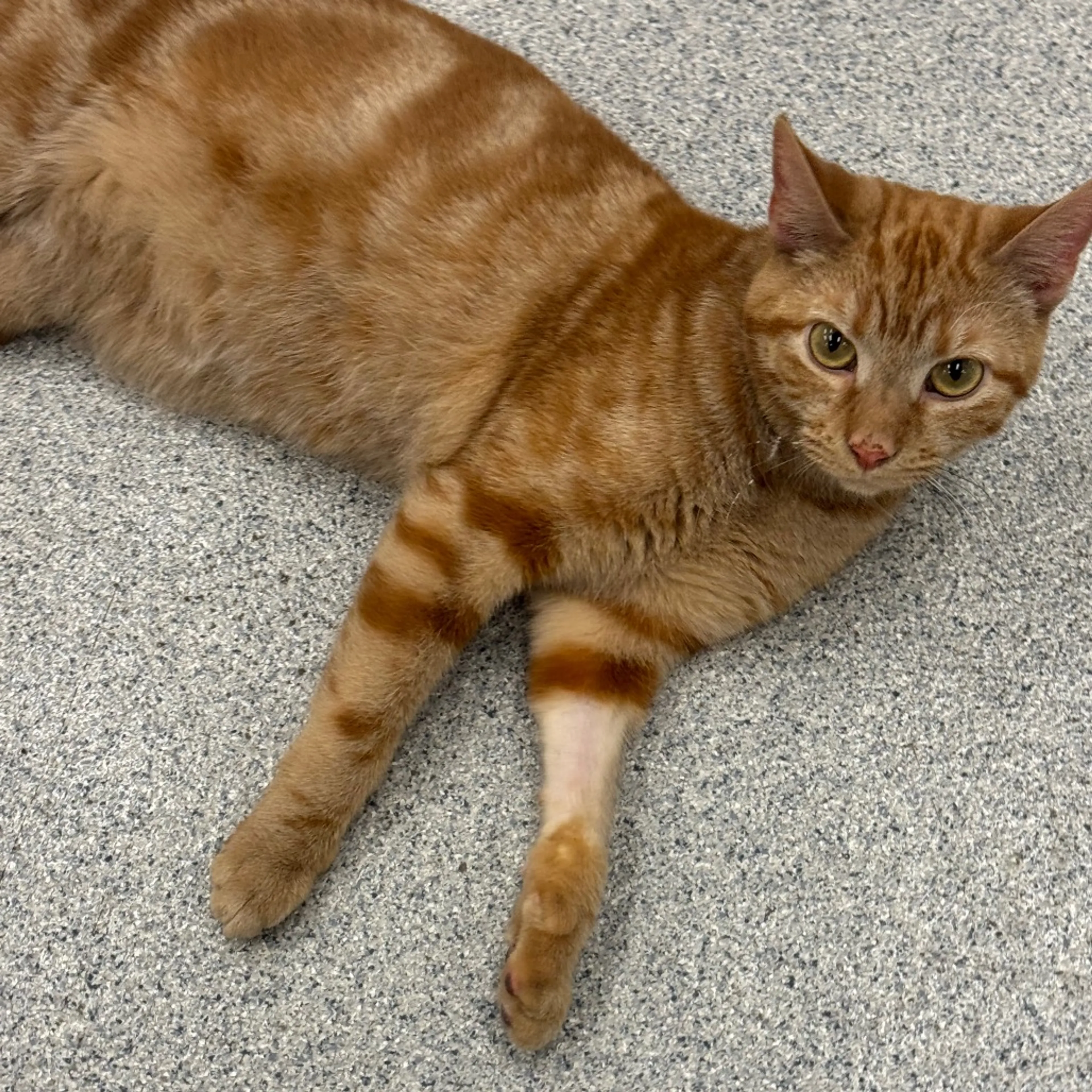 Found pet-11