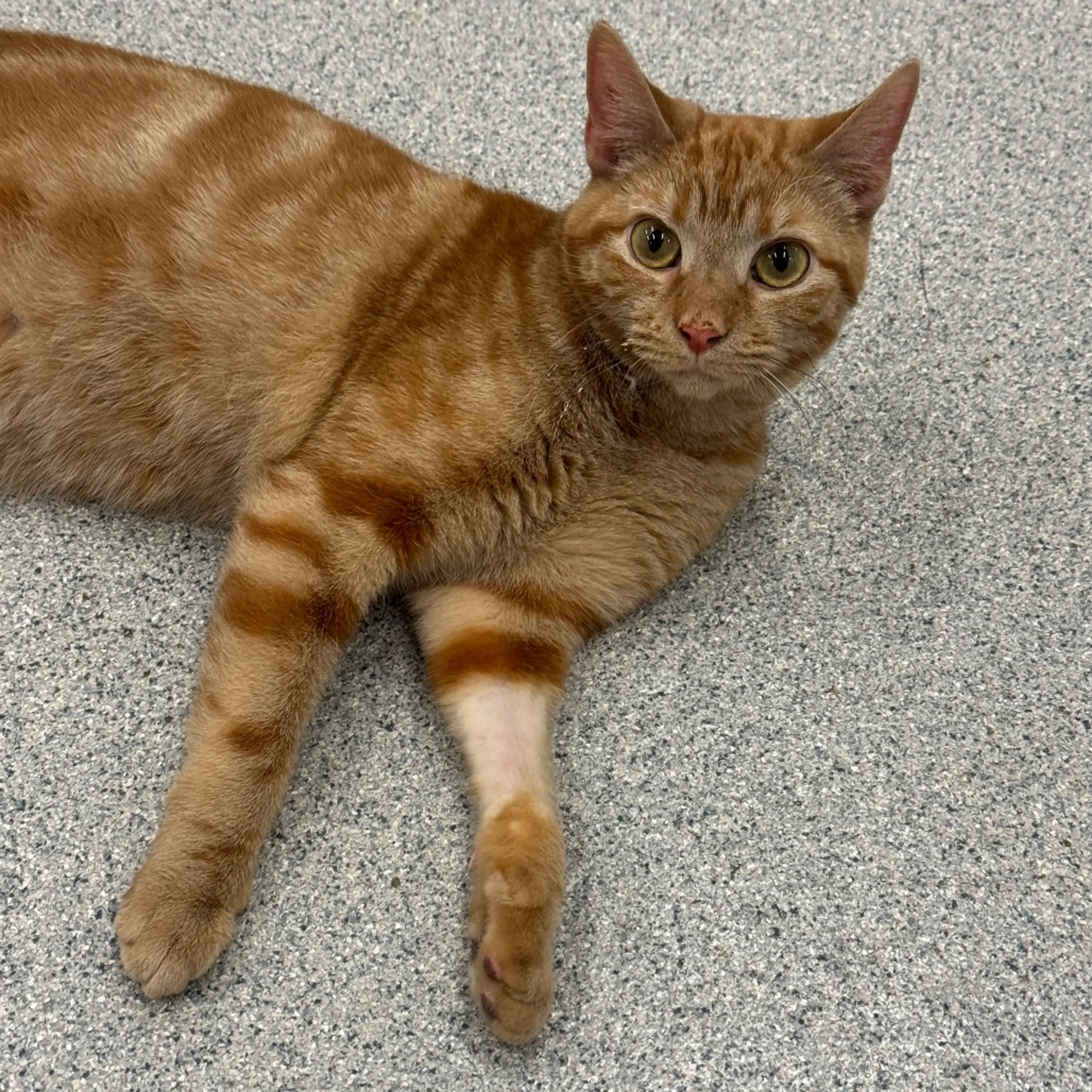 Found pet-12