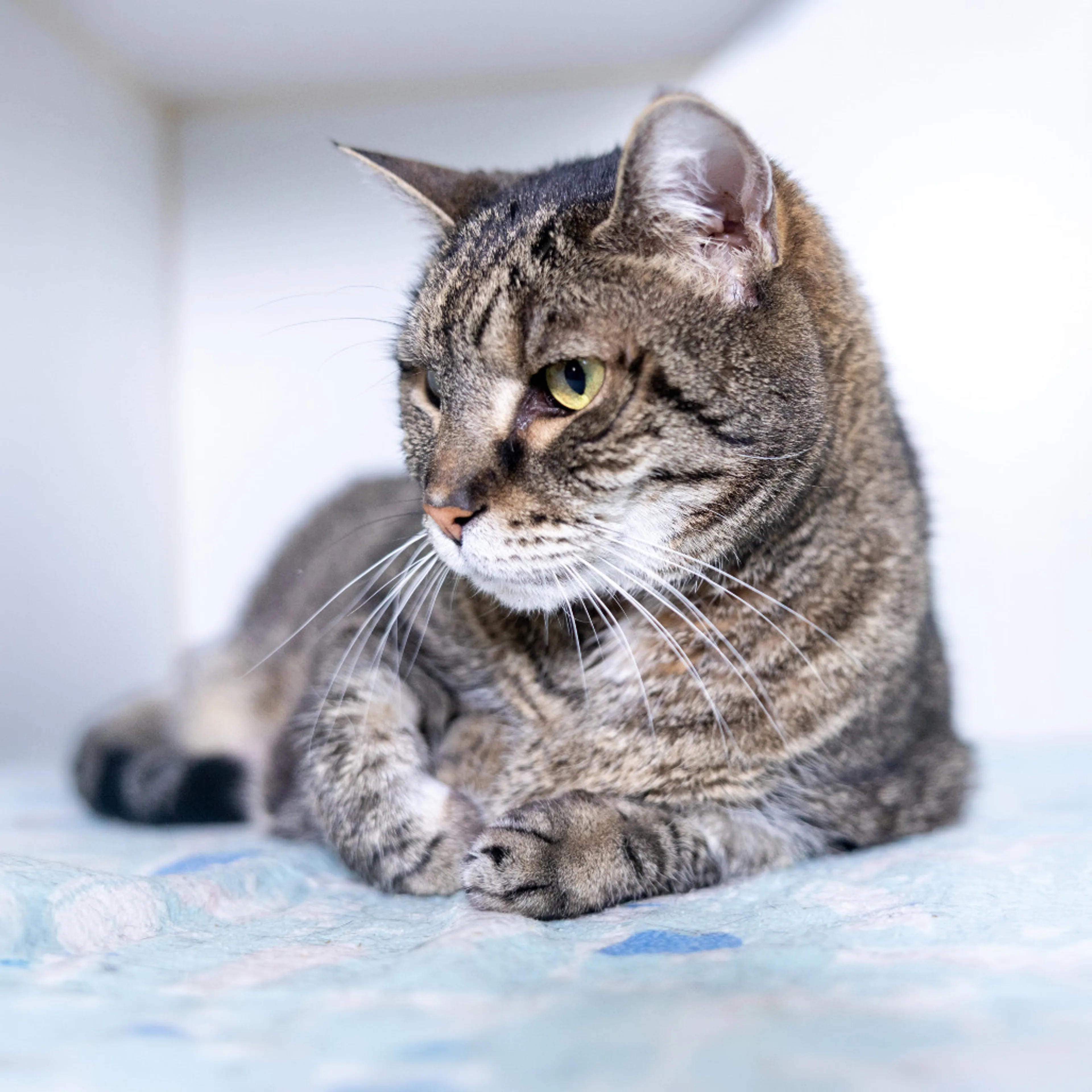 Found pet-5