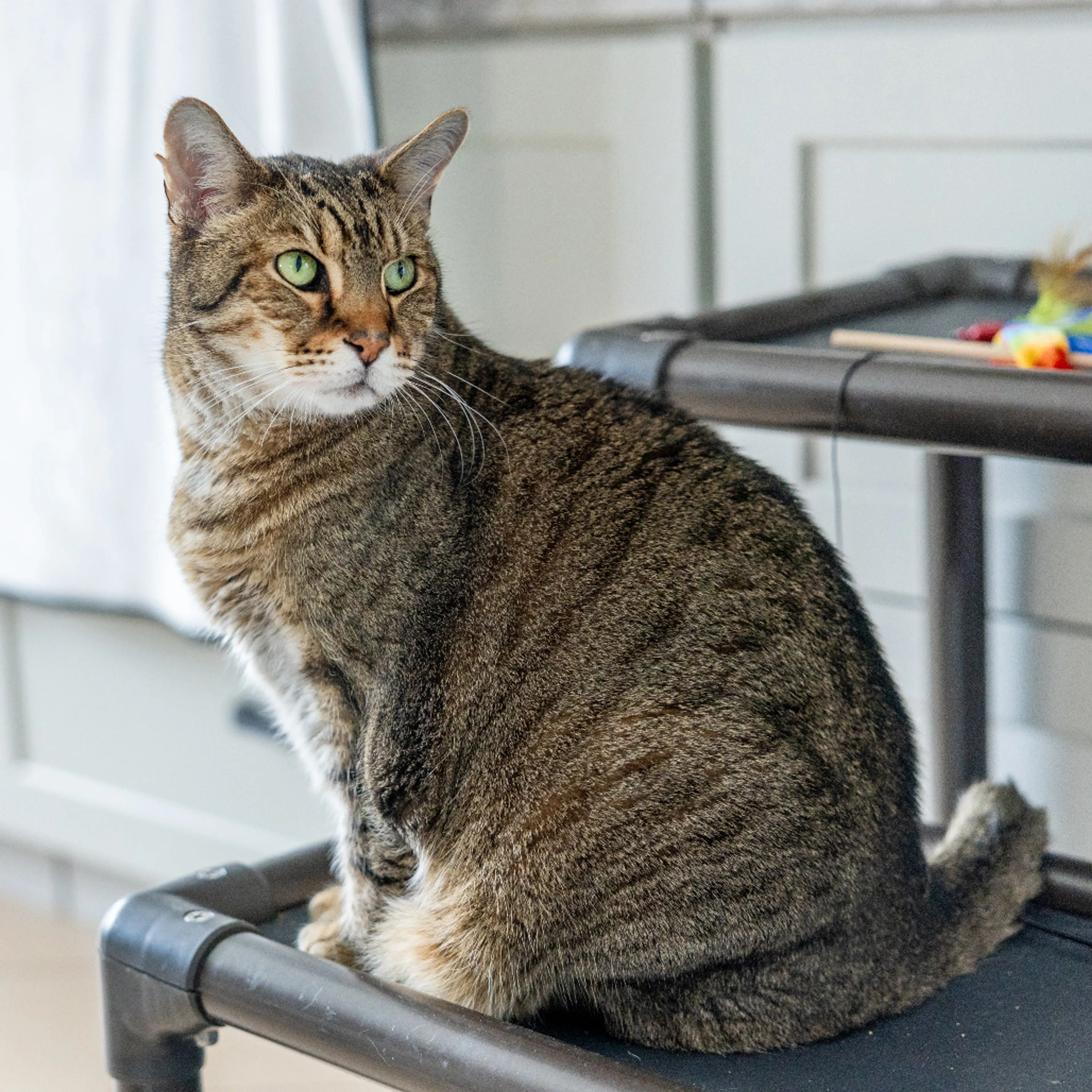 Found pet-12