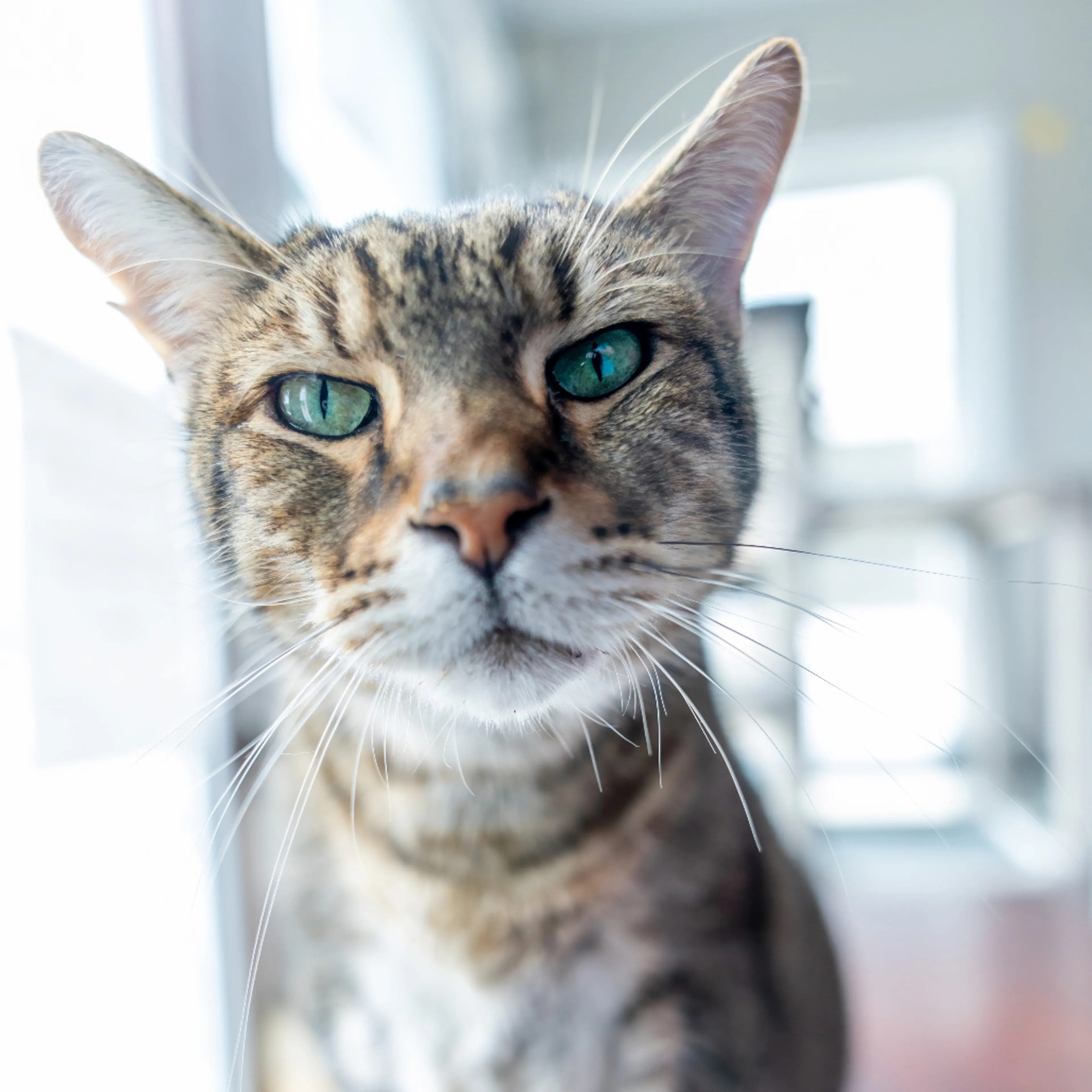 Found pet-4