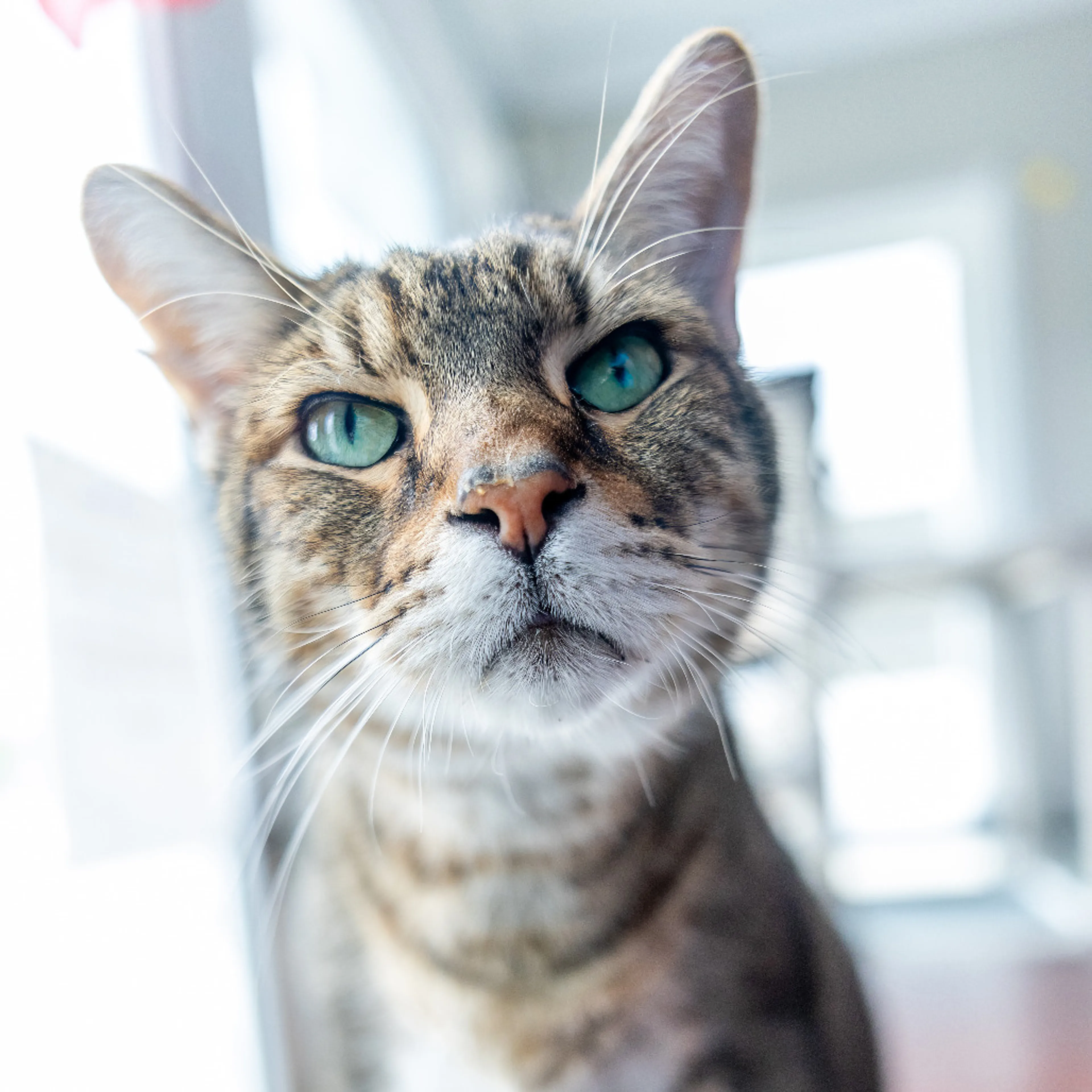 Found pet-13