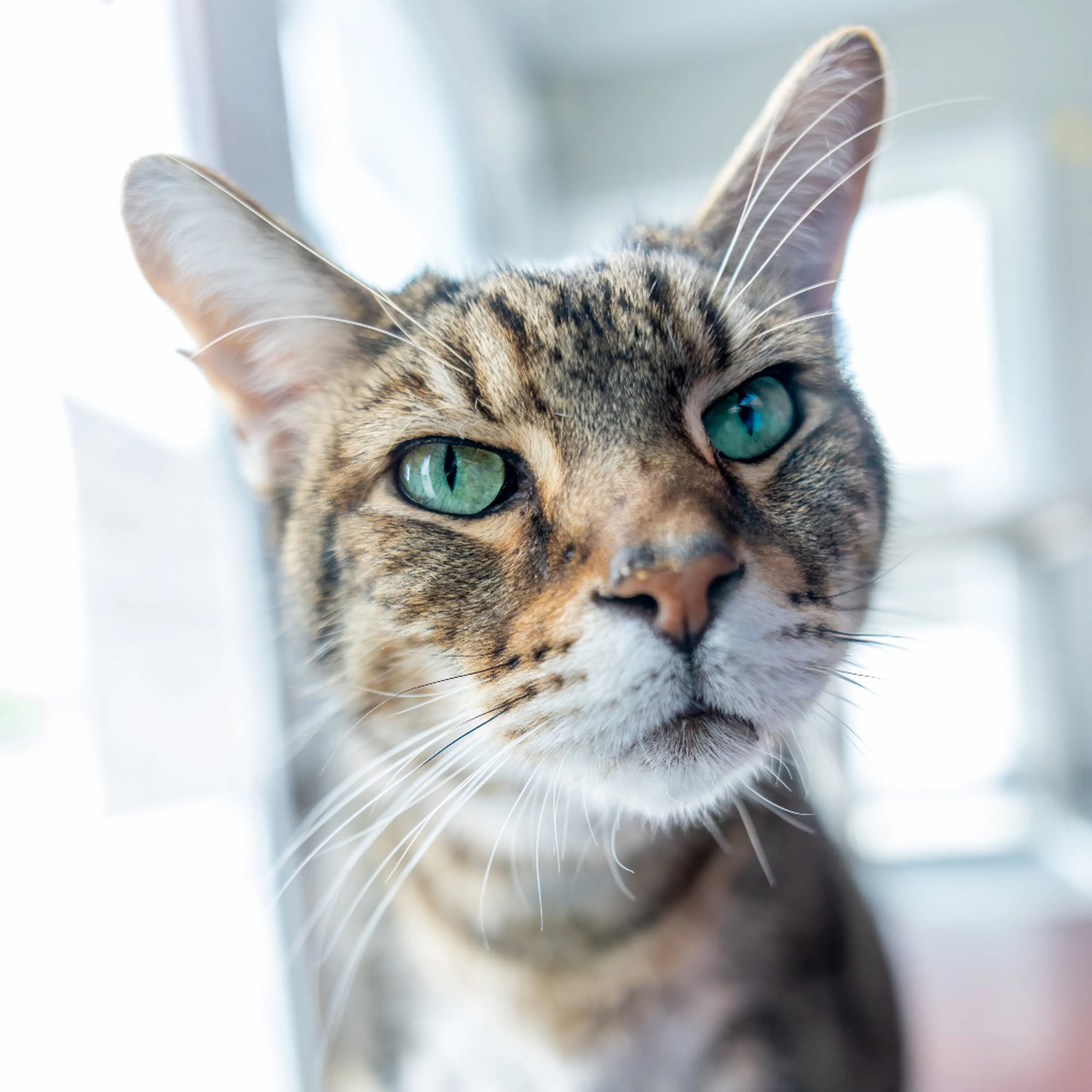 Found pet-14